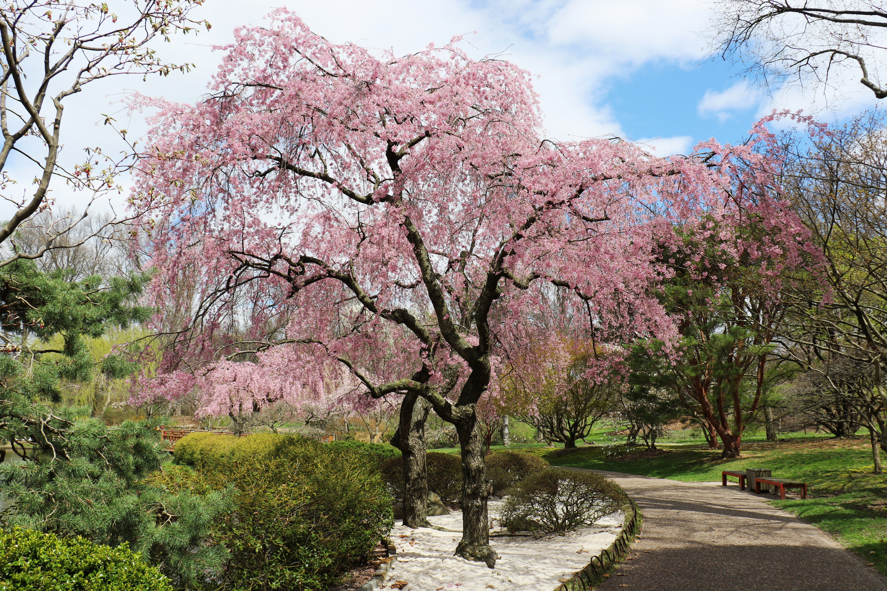 Фото америка Missouri Botanical Garden Природа весенние Парки Кусты Цветущие деревья 3000x2000 США штаты Весна парк кустов