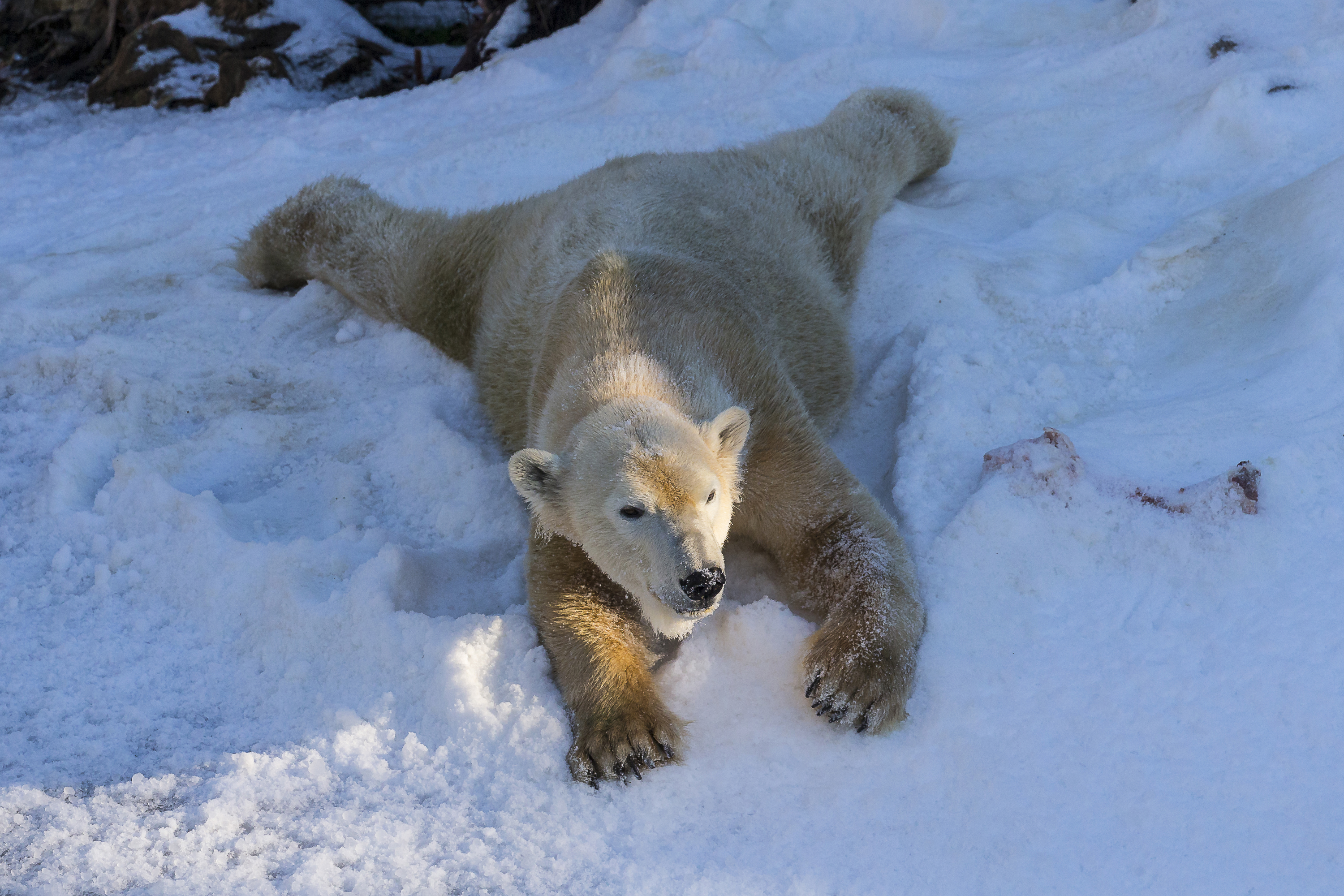 медвежата на таявшем снегу загрузить