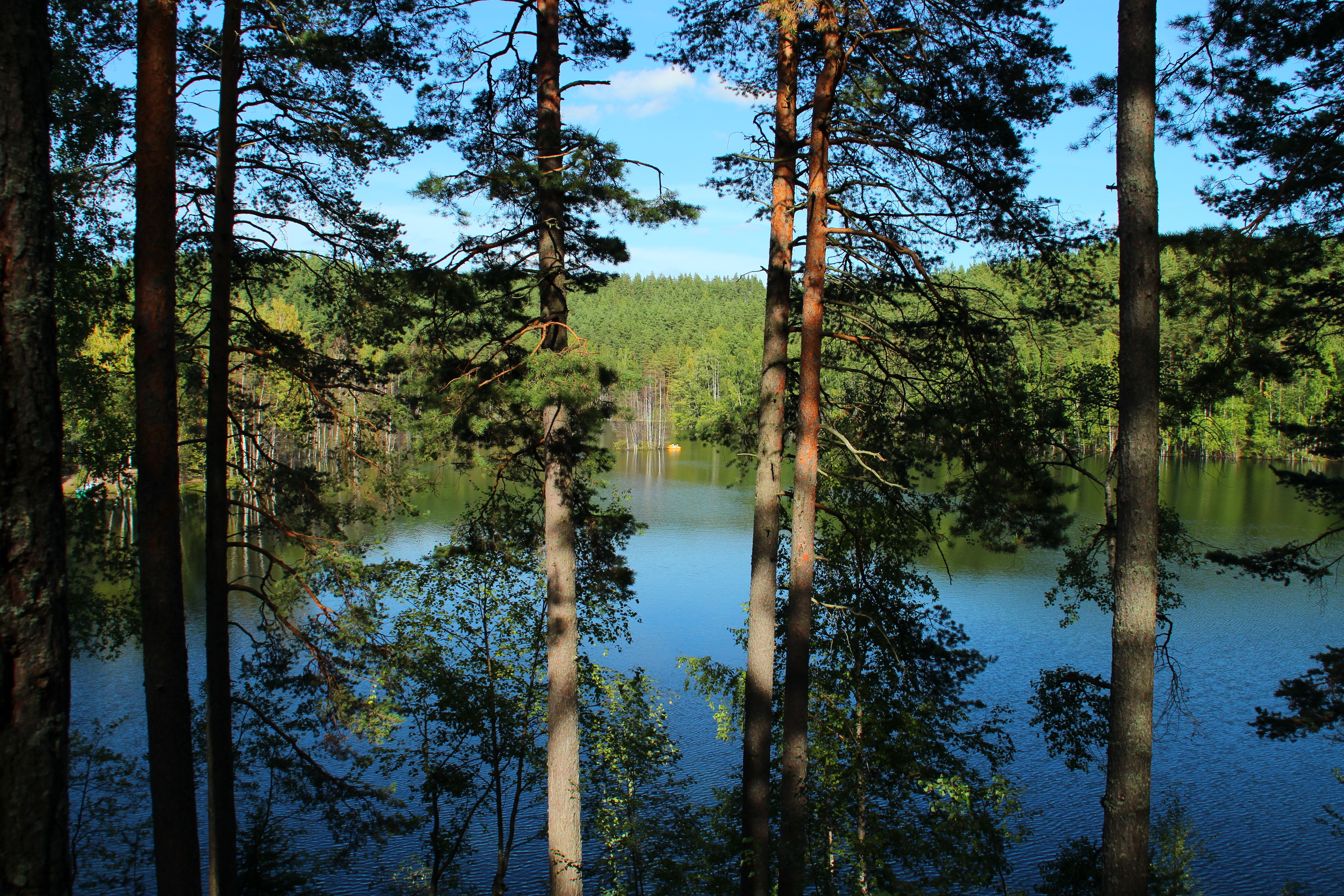 озеро лес сосны скачать