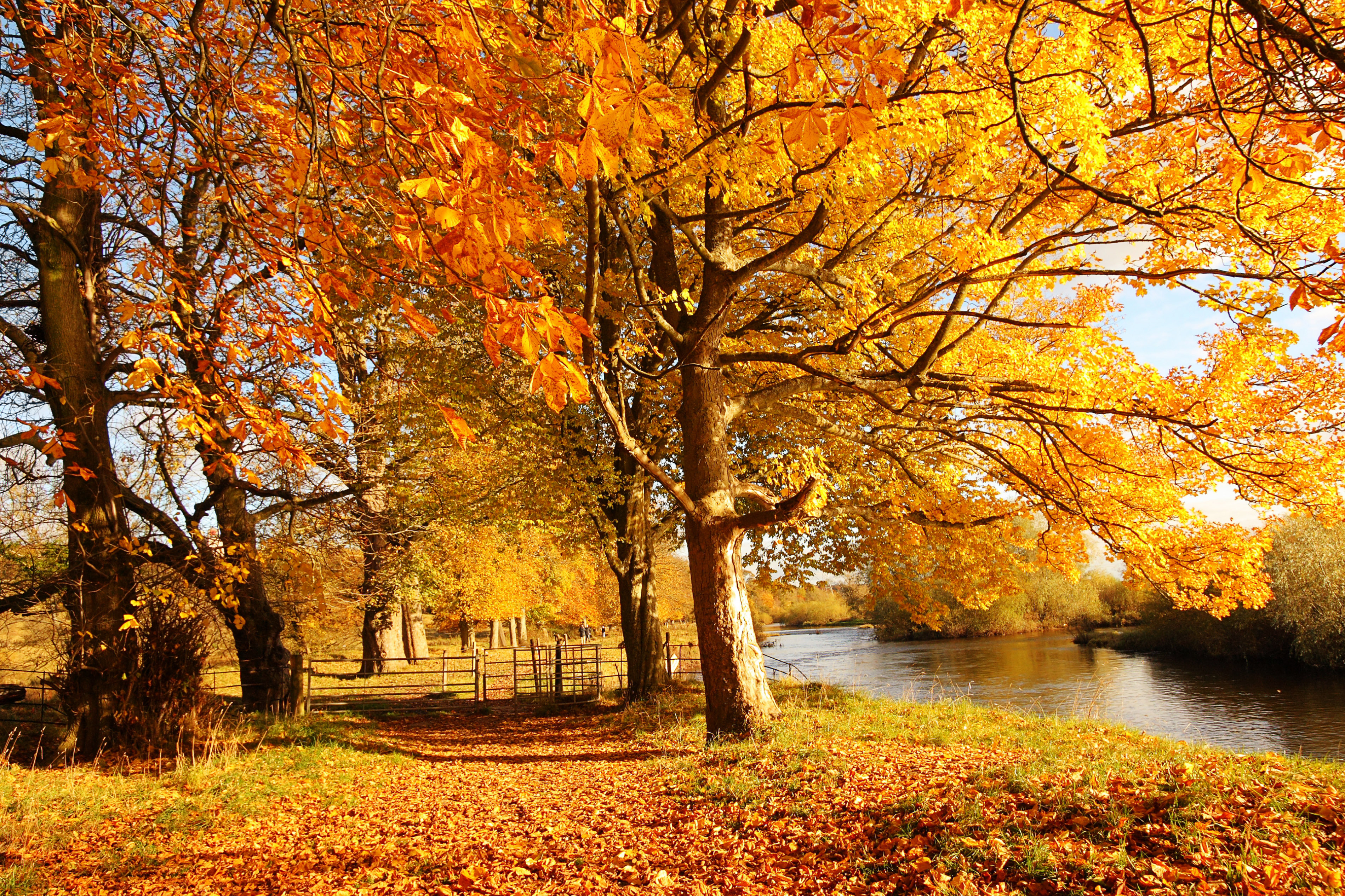 Какая сейчас осень. Осень. Осенняя природа. Золотая осень. Природа осень.