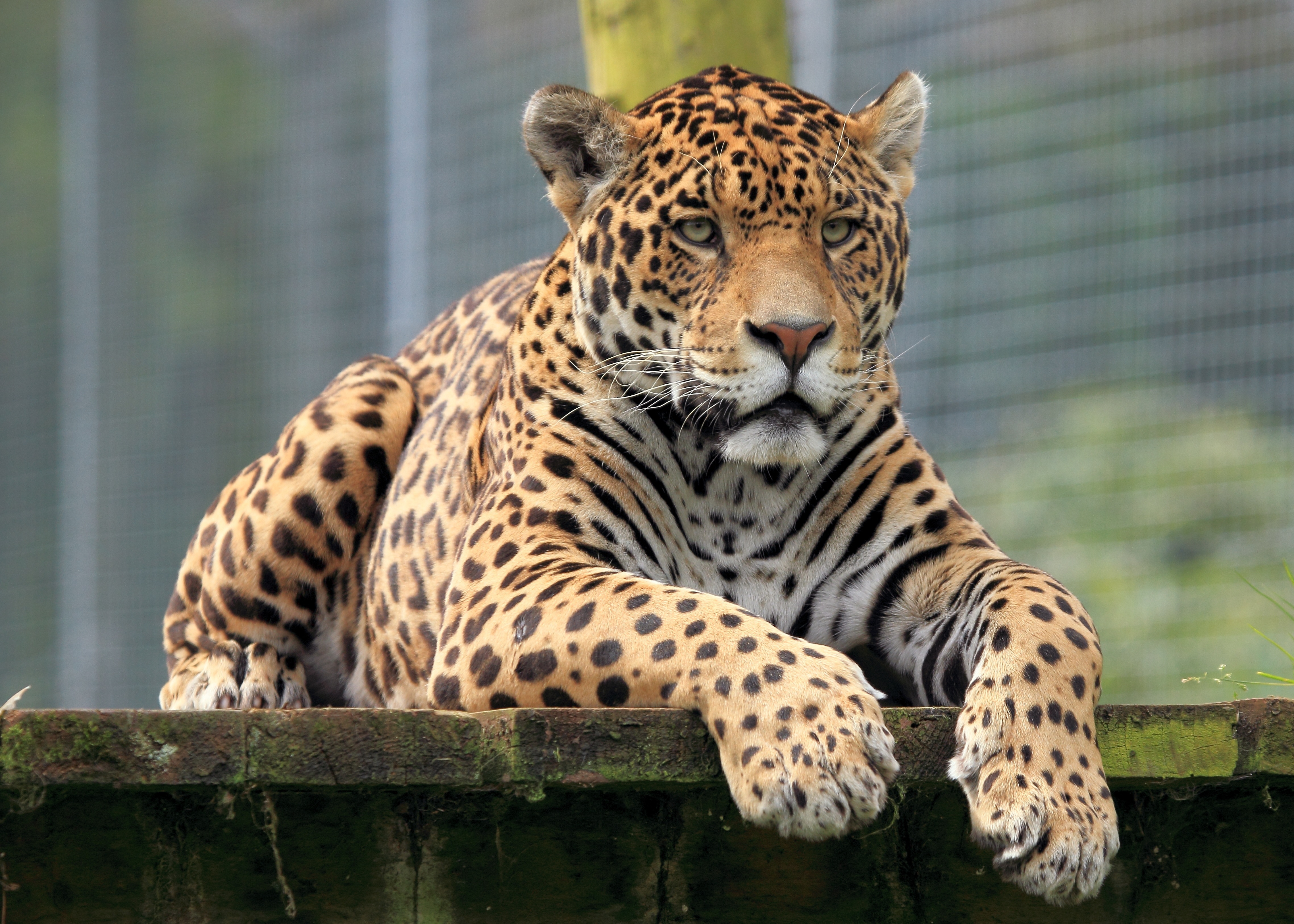 Картинки животных красивые. Берберийский леопард. Ягуар животное. Джагуар леопард. Ягуар Грозный.