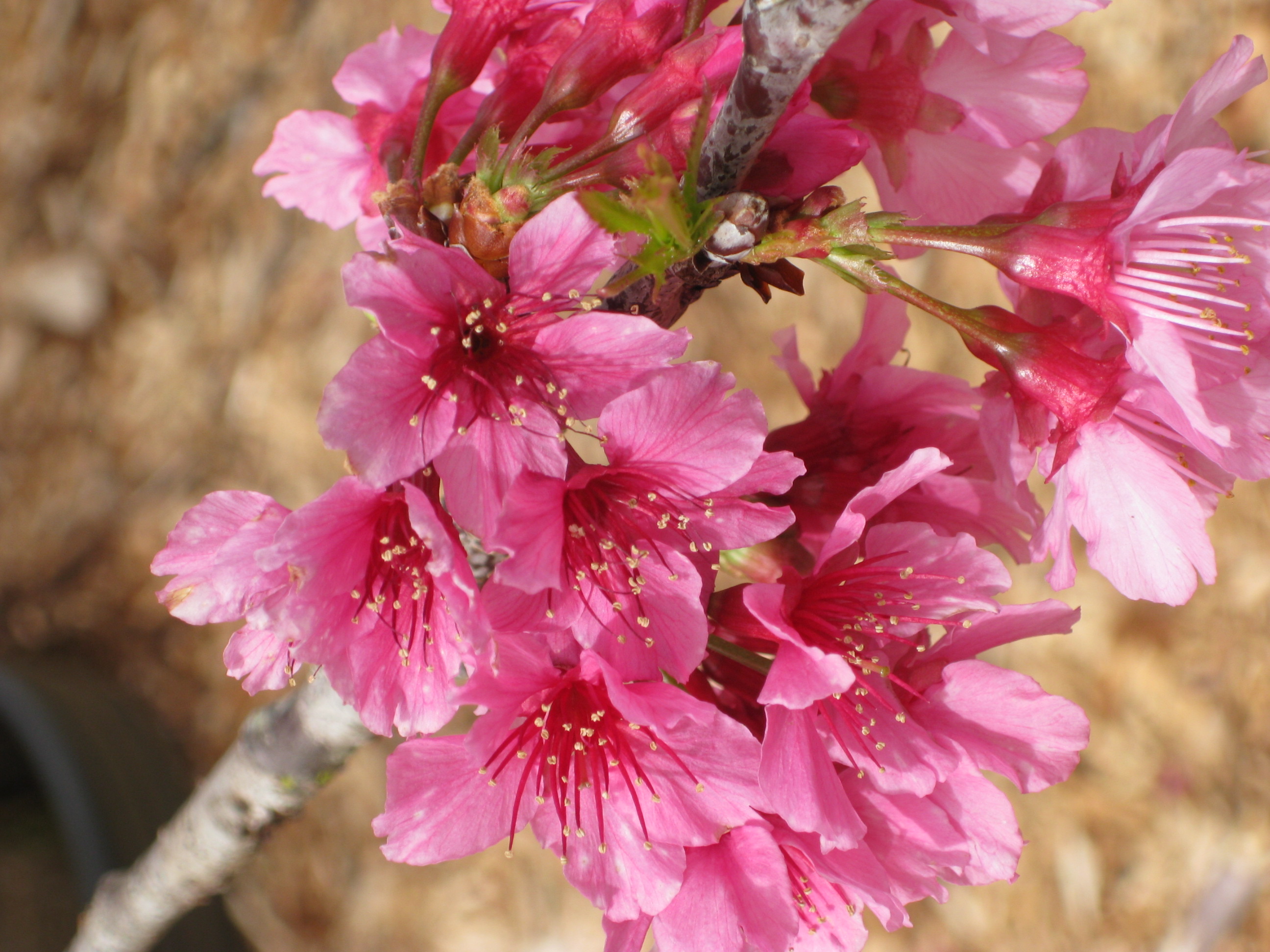 Цветет розовыми цветочками. Курильская Сакура. Короткощетинистая Сакура. Дерево вишня розовоцветущая. Сакура розовая махровая.