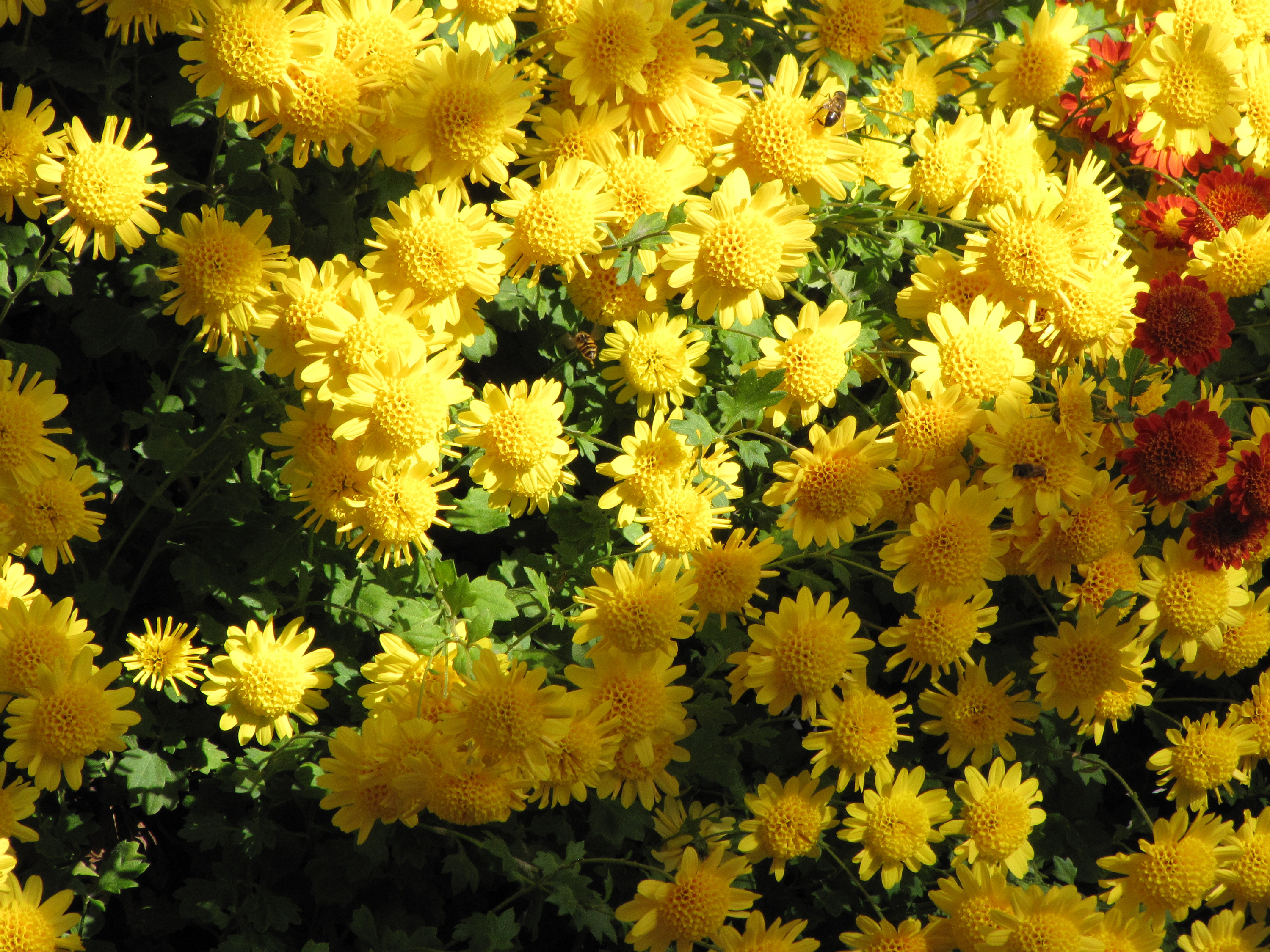 Цветы желтые хризантемы. Хризантема Кинг Еллоу. Хризантема Bislet Yellow. Хризантема Космо Еллоу. Бислет Йеллоу Хризантема.