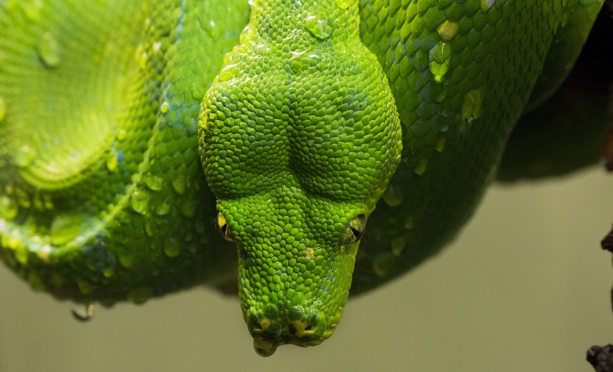 Зеленая змея макро съемка без смс