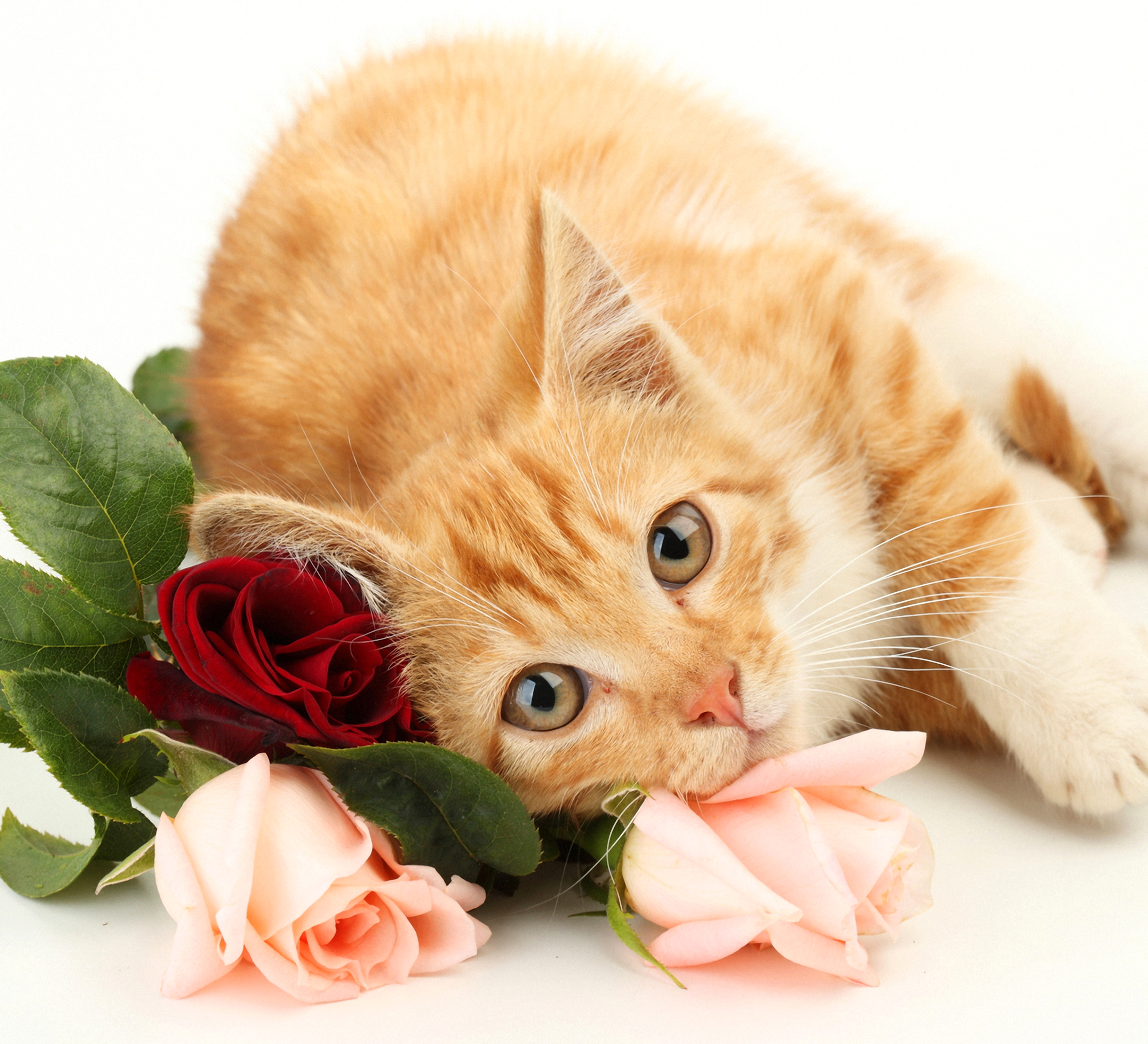Открытка с днем рождения с котятами. Рыжий котенок цветы. Розы и котенок. Рыжий котёнок. С днем рождения кошечка.