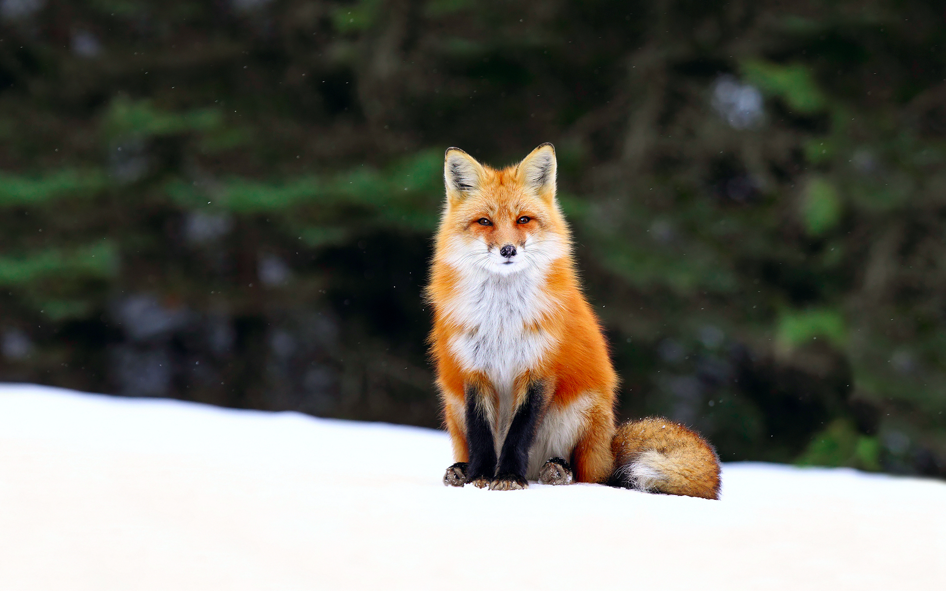 Fox look. Лиса. Красивая лиса. Лиса зимой. Обыкновенная лисица.