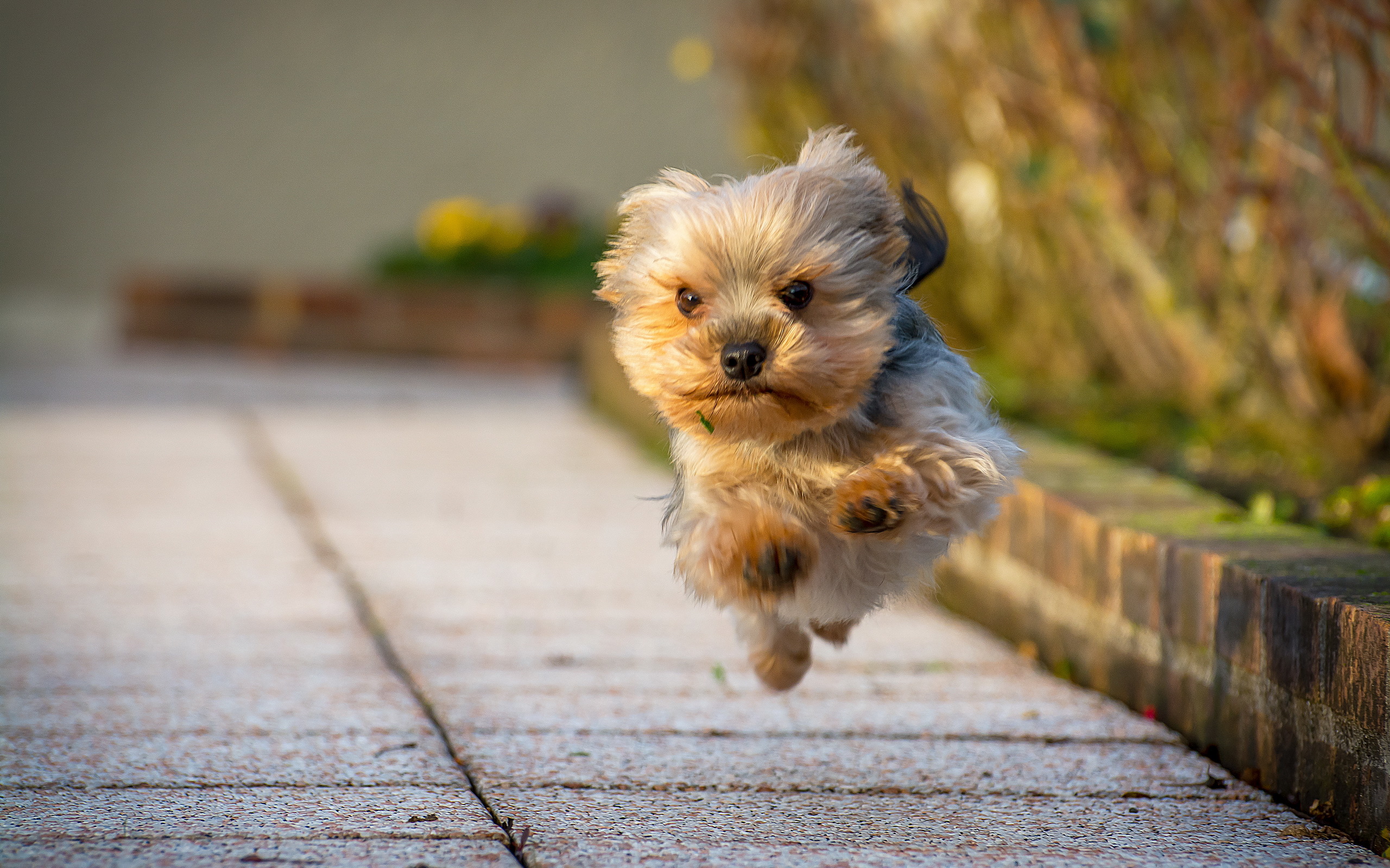 Скачай маленьких собак