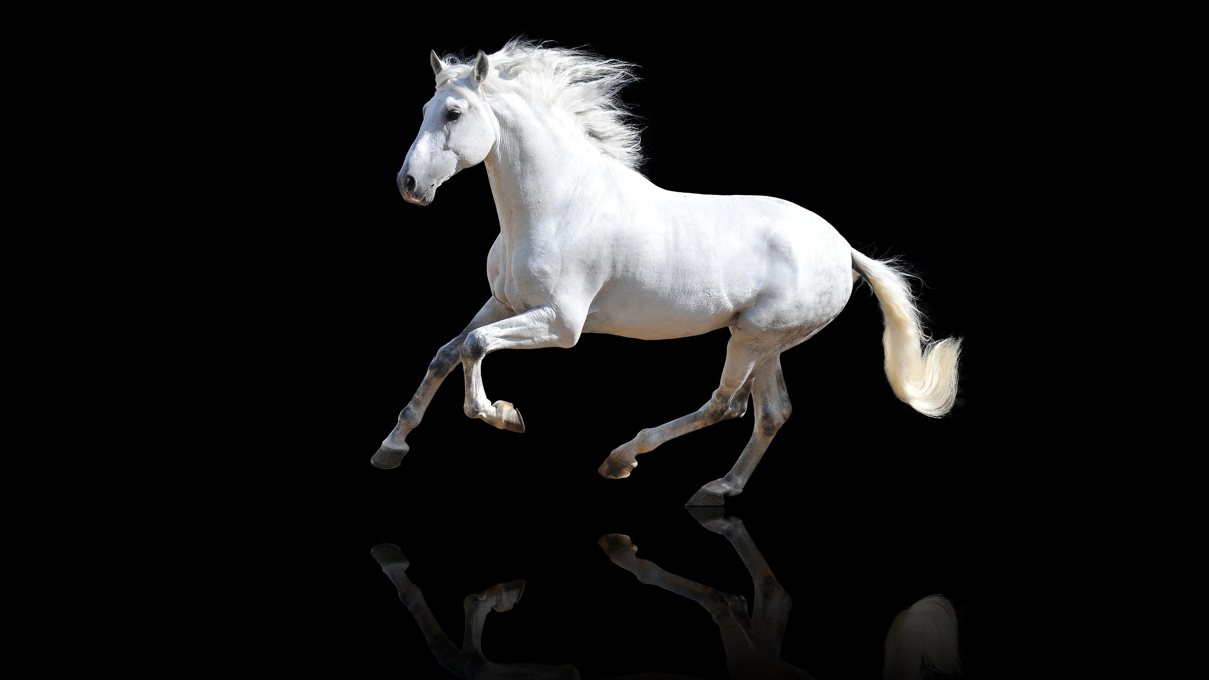 Лошадь на черном фоне. Белая лошадь на белом фоне. Конь на черном фоне. Лошадь на темном фоне.