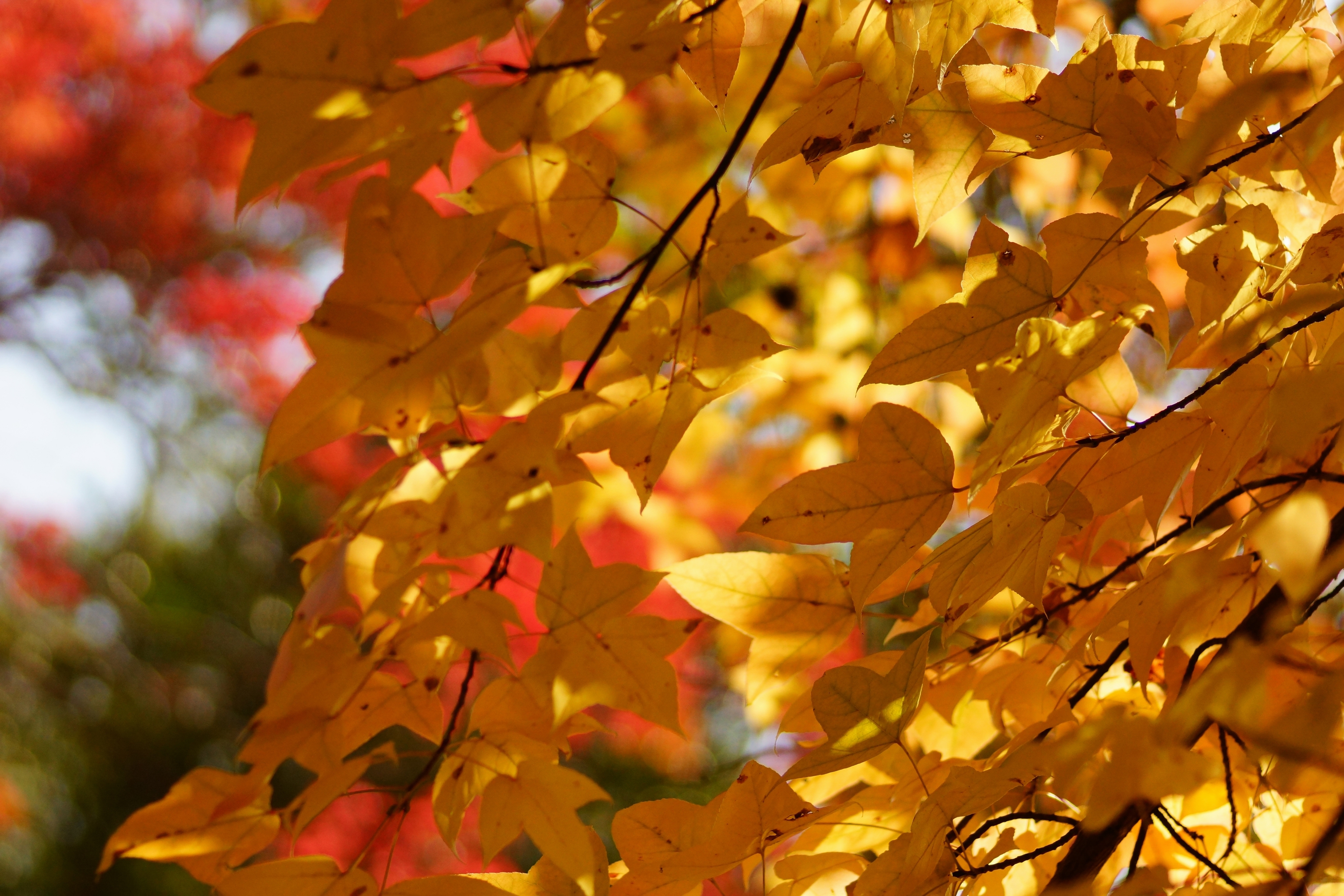 Фотография Листва Осень Природа ветка Много Крупным планом Времена года лист Листья осенние ветвь Ветки на ветке вблизи сезон года