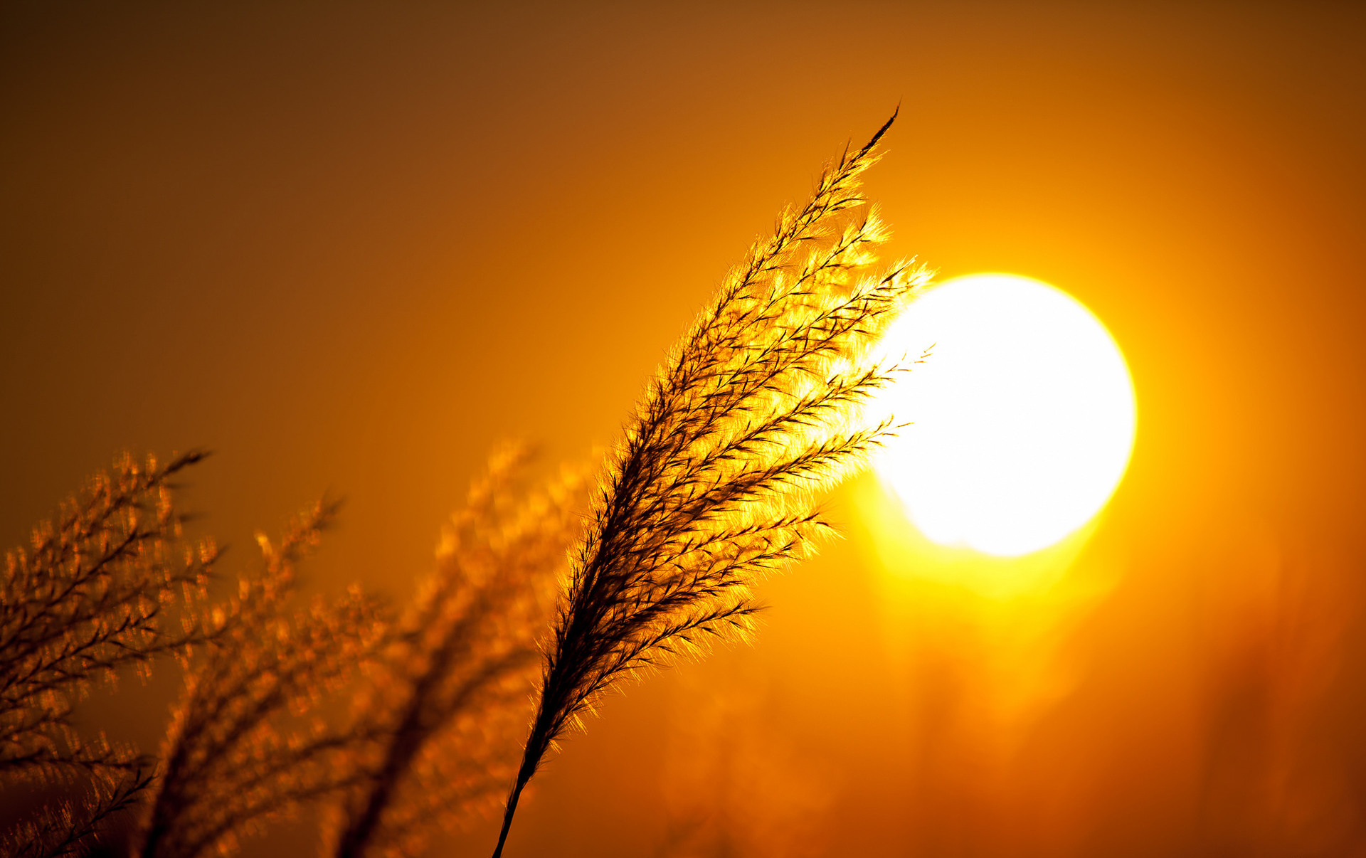 Солнце св. Красивое солнце. Колосья на рассвете. Колоски на закате. Колосья пшеницы на закате.