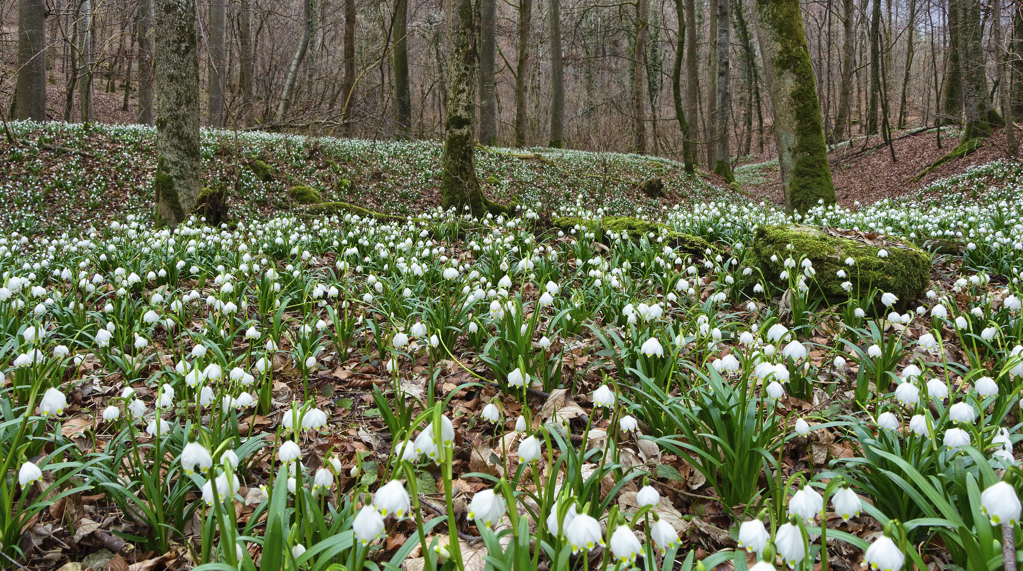 Spring_Forests_Snowdrops_Many_Moss_520862_3580x2000.jpg