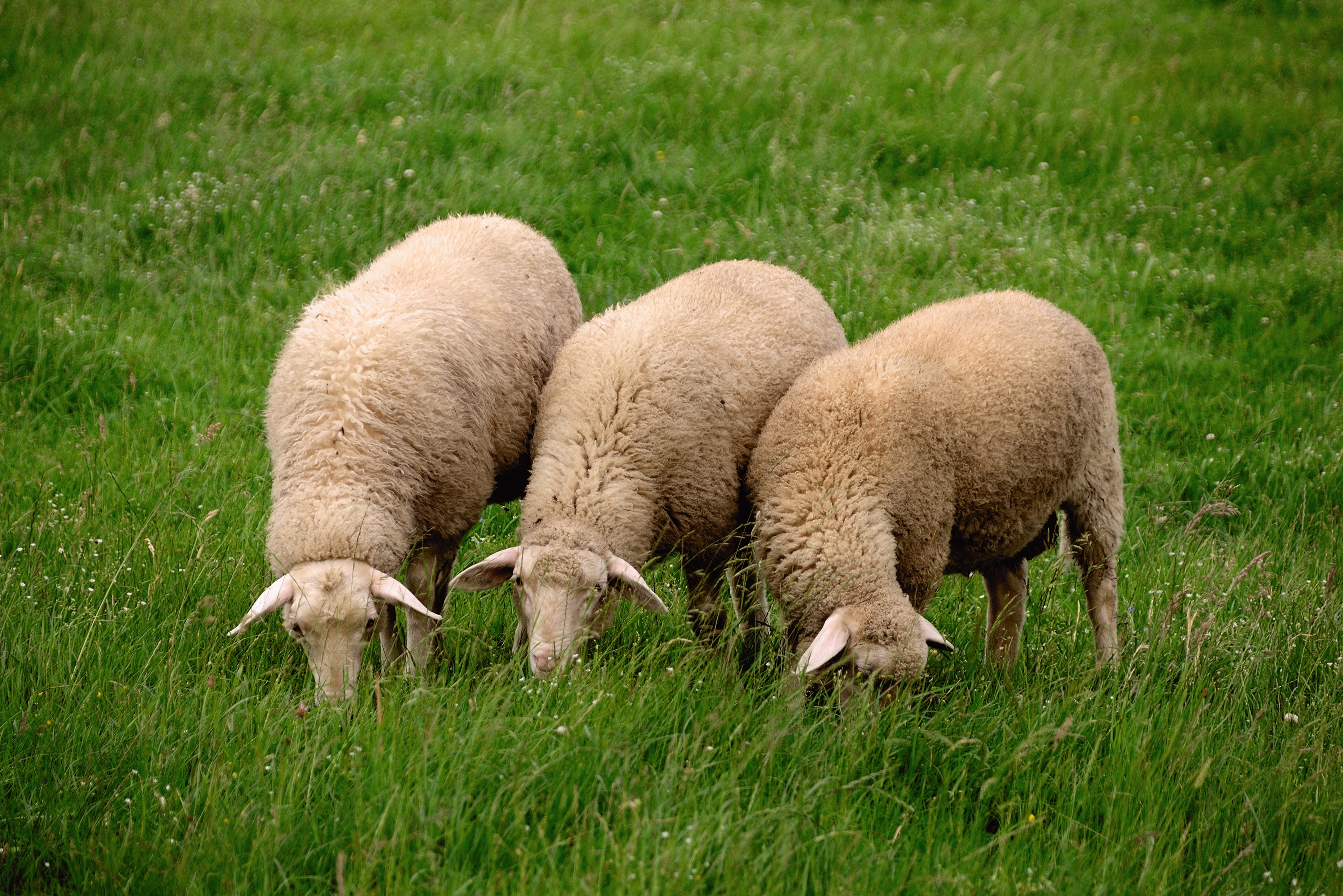 Барана сена. Бараны и овцы. Три овечки. Баран на траве. Овцы на газоне.