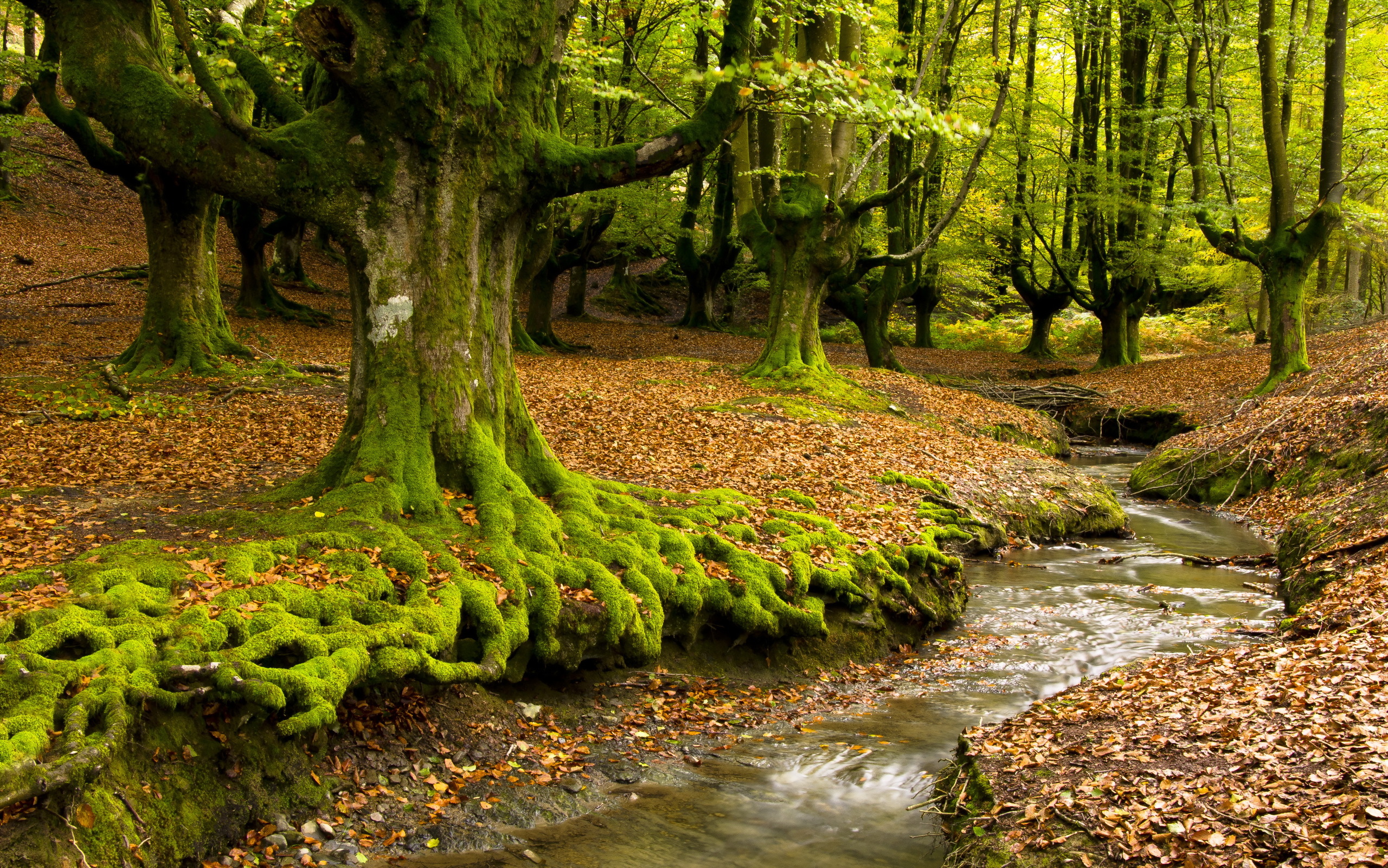 Лес без деревьев реки без воды. Природный парк Горбеа. Дерево у ручья. Лес мох река. Мох на дереве.