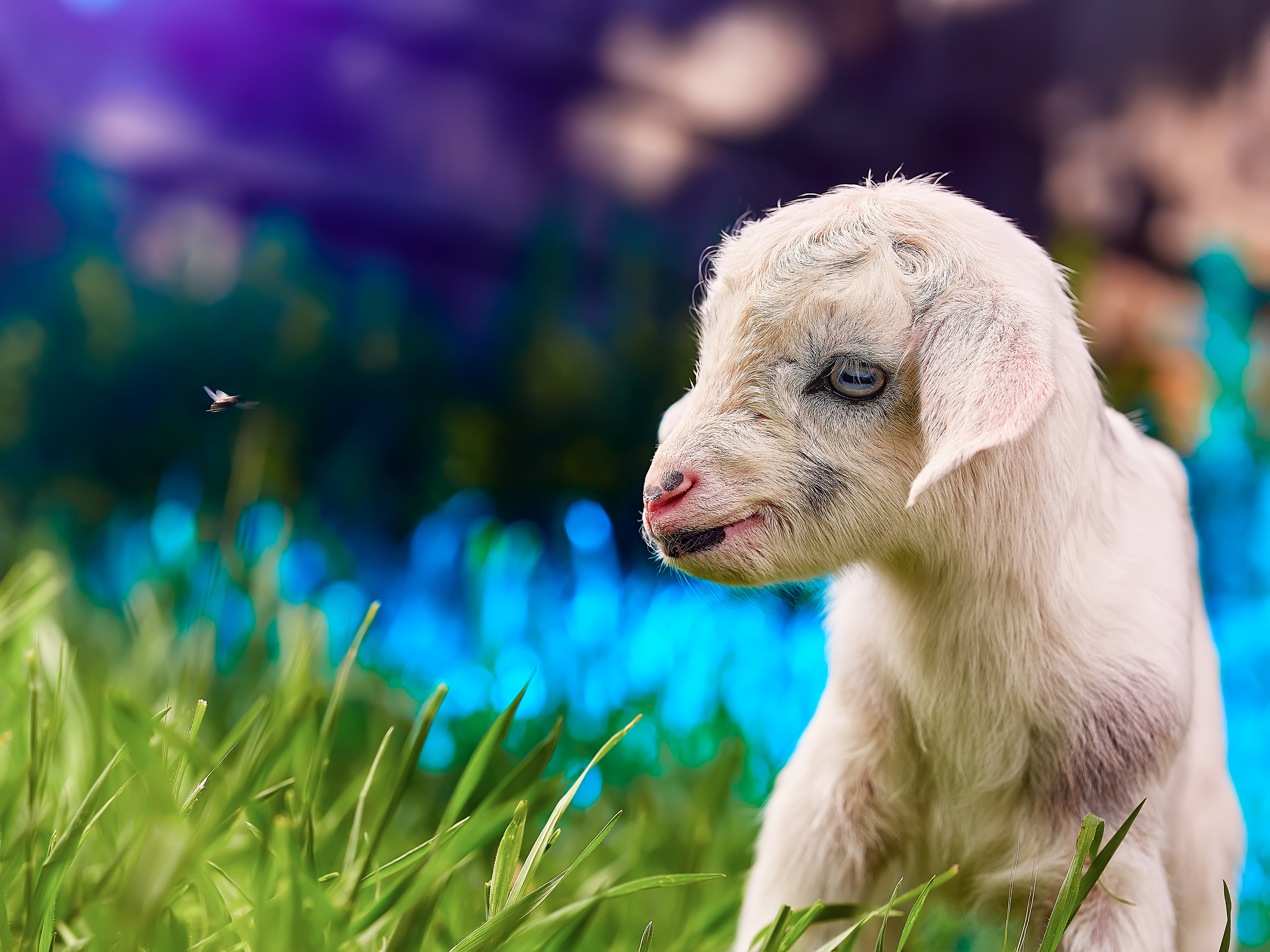 природа животные козы трава забор загрузить