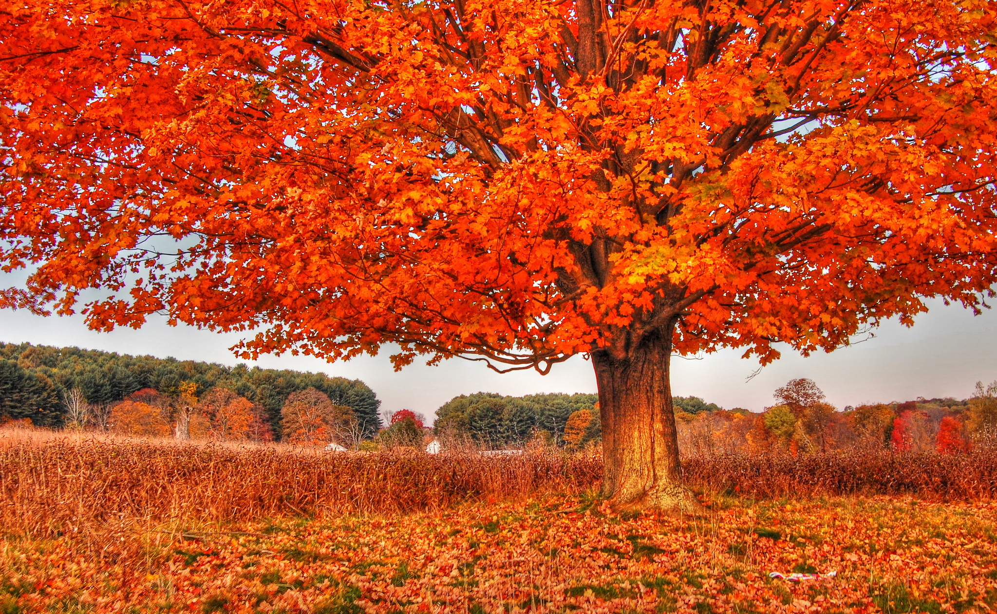 Картинки деревьев осенью. Оранжевый клен дерево. Осеннее дерево. Деревья осенью. Дерево с оранжевыми листьями.