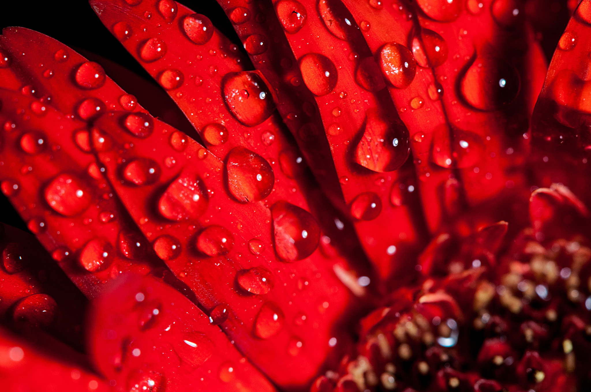 Бордовые цветы с каплями дождя без смс