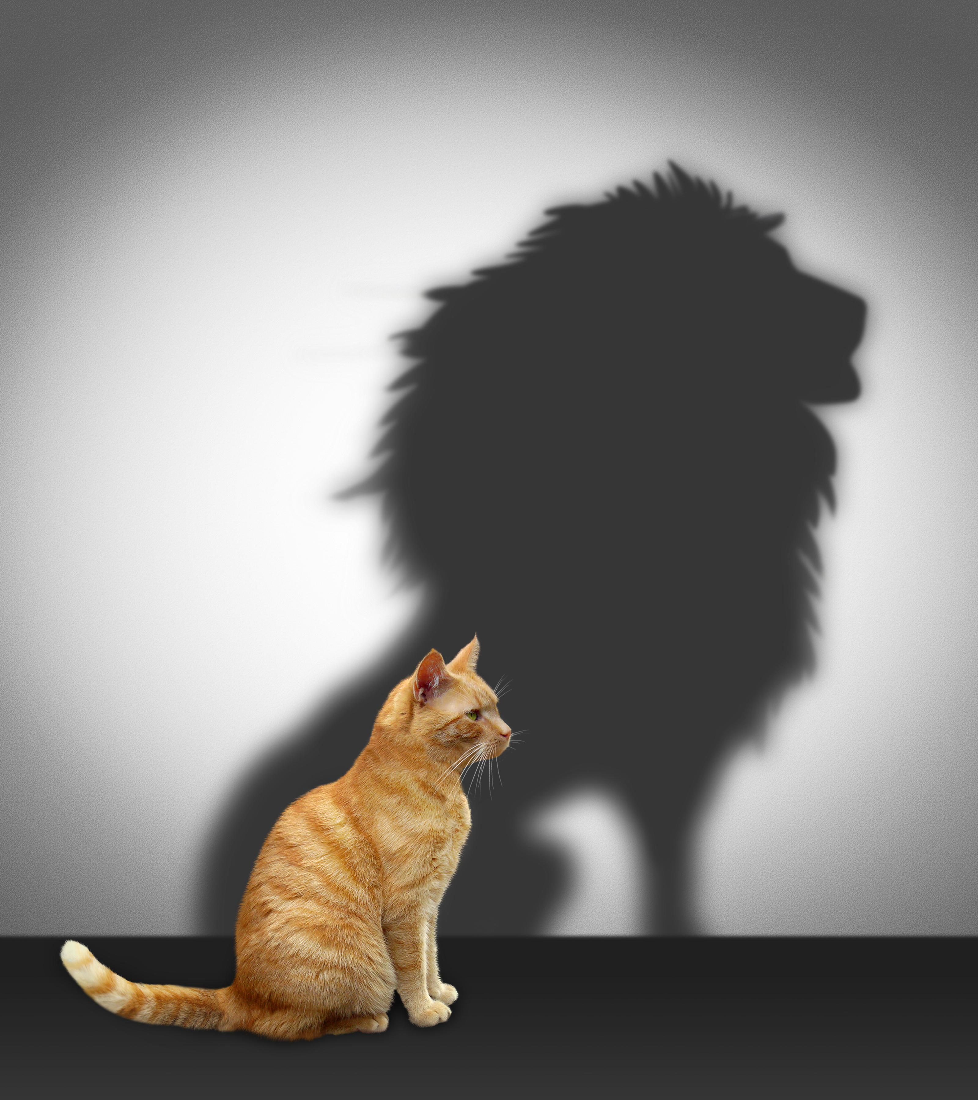Кот с тенью Льва
