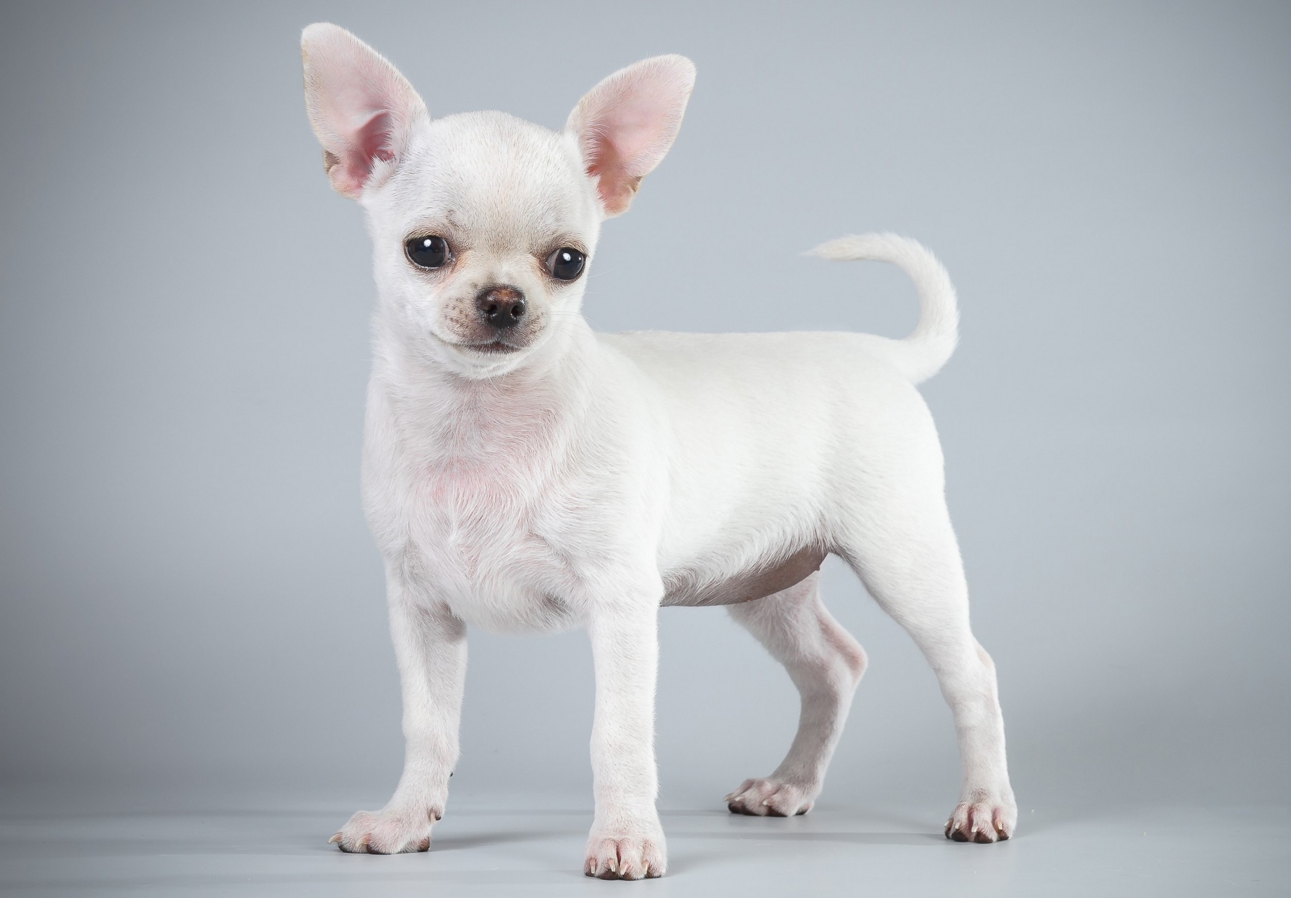 Чихуа хуа. Порода собак чихуахуа. Чихуахуа Пуппи. Чихуахуа короткошерстные ( голубогенные). Маленькая белая собачка чихуахуа.