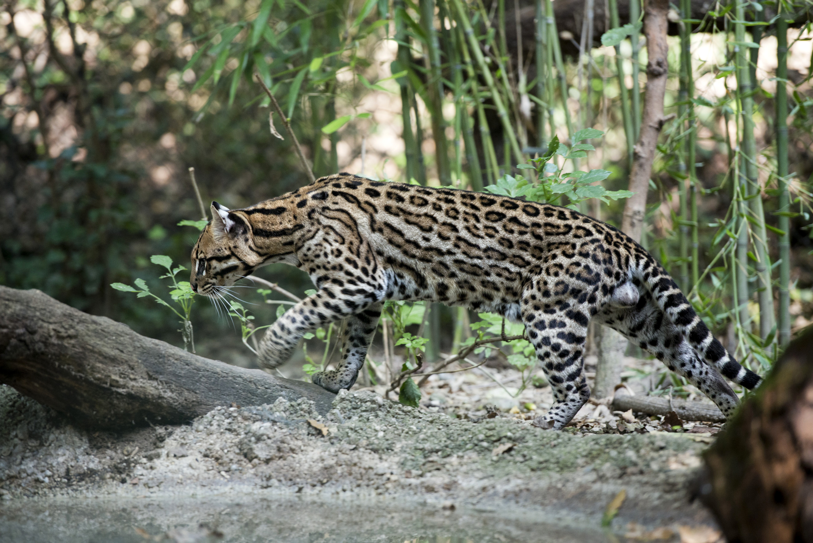 Оцелот животное. Оцелот (leopardus pardalis). Оцелот Сельва. Оцелот фото. Оцелот сбоку.