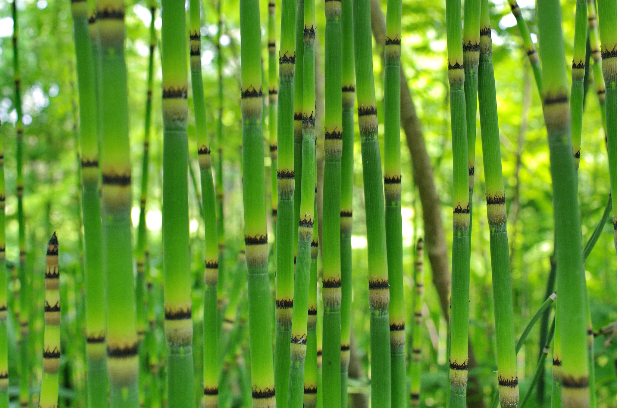 Заросли бамбука загрузить