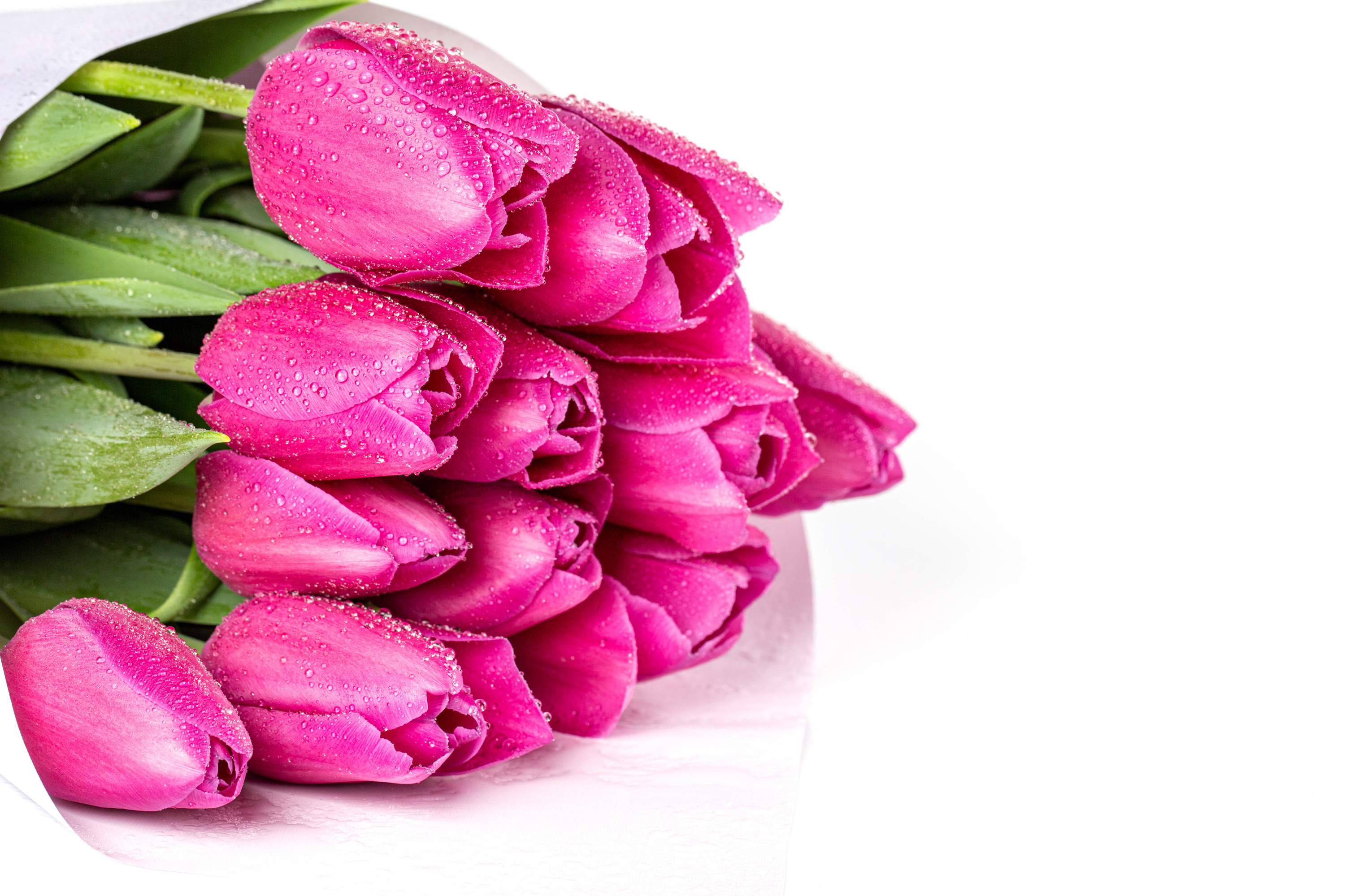 Розовые тюльпаны к чему. Розовые тюльпаны. Букет тюльпанов. Тюльпаны картинки красивые. Тюльпаны на белом фоне.