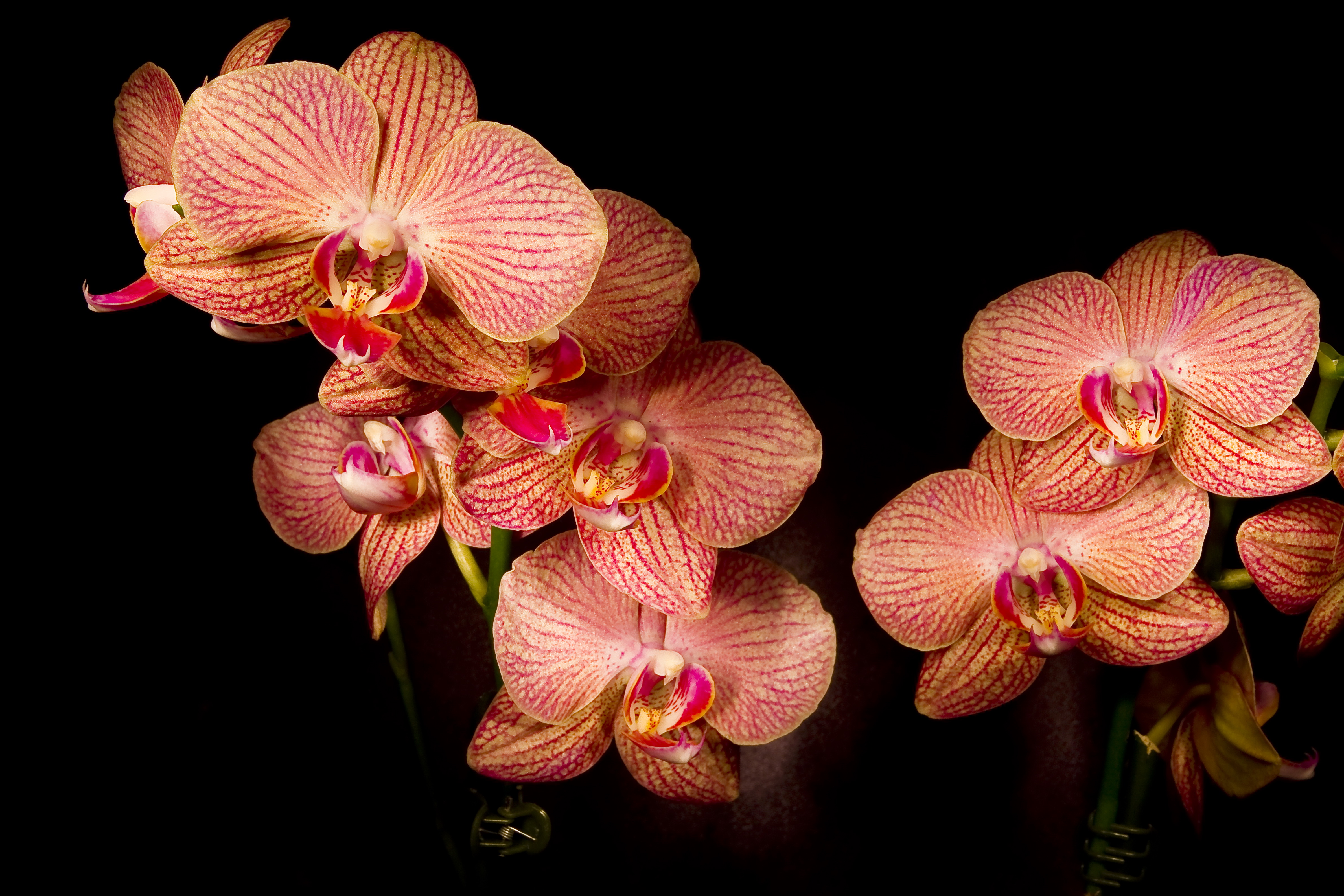 Flowers orchids. Фаленопсис Валенсия. Фаленопсис Piko Fantasy. Орхидея Бругес.