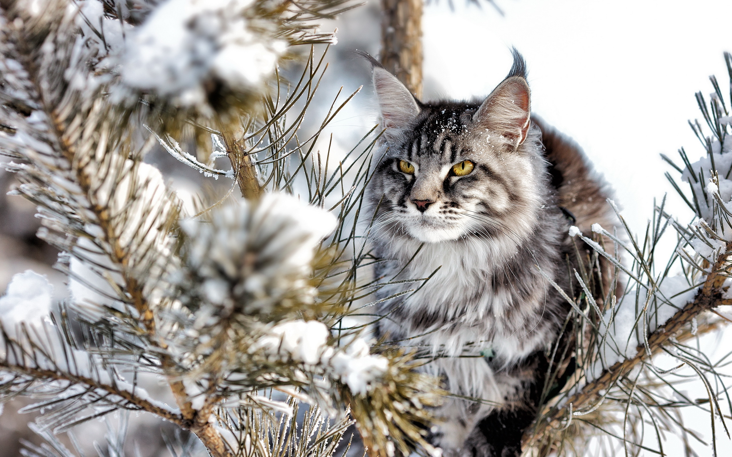 кот серый снег зима природа животное бесплатно