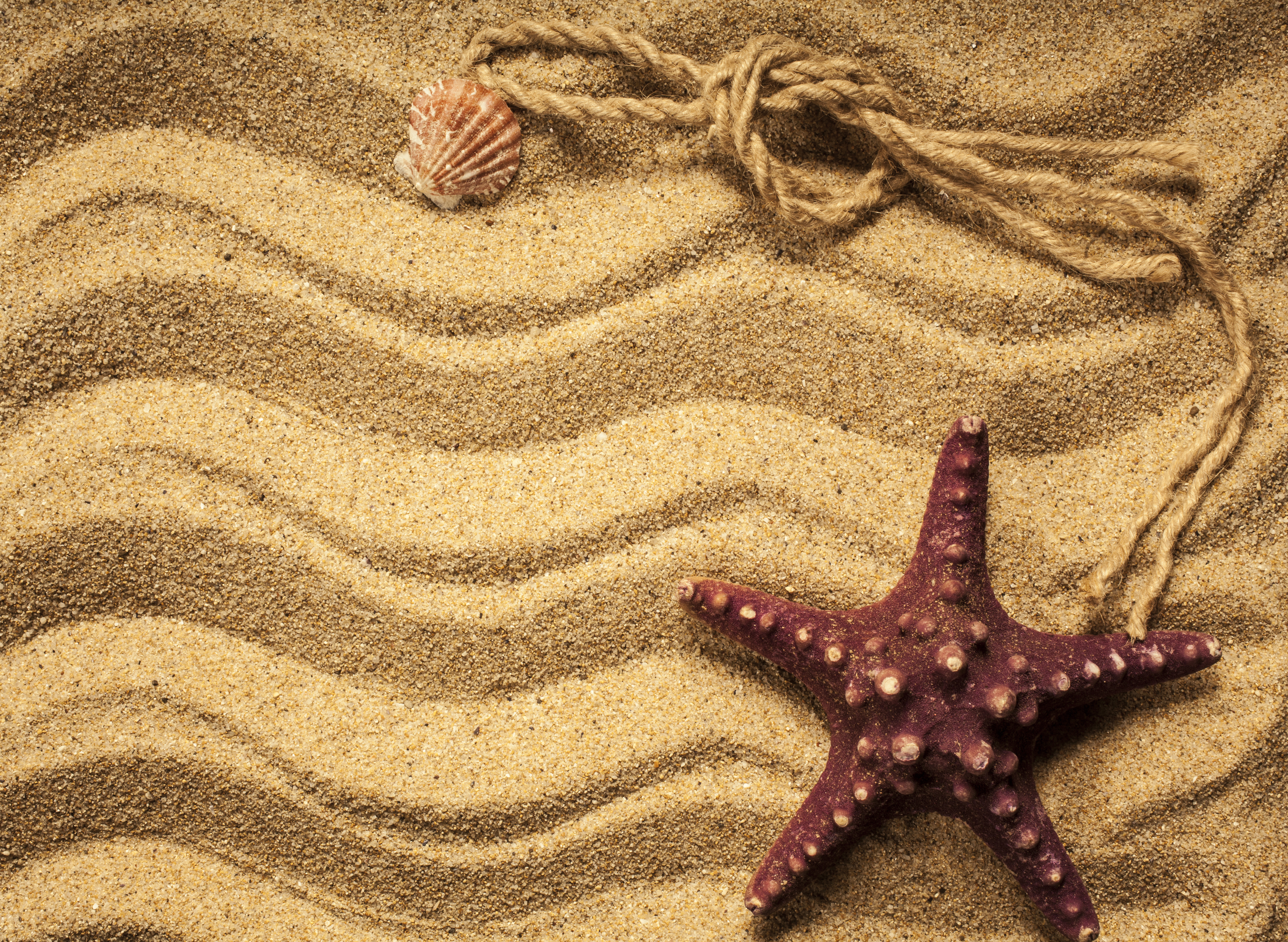 песок ноги морская звезда раковина sand feet sea star sink загрузить