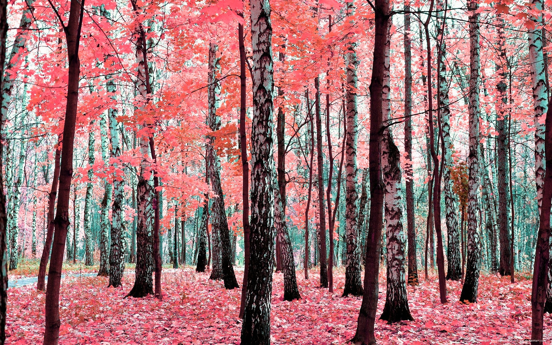 природа деревья осень лес без смс