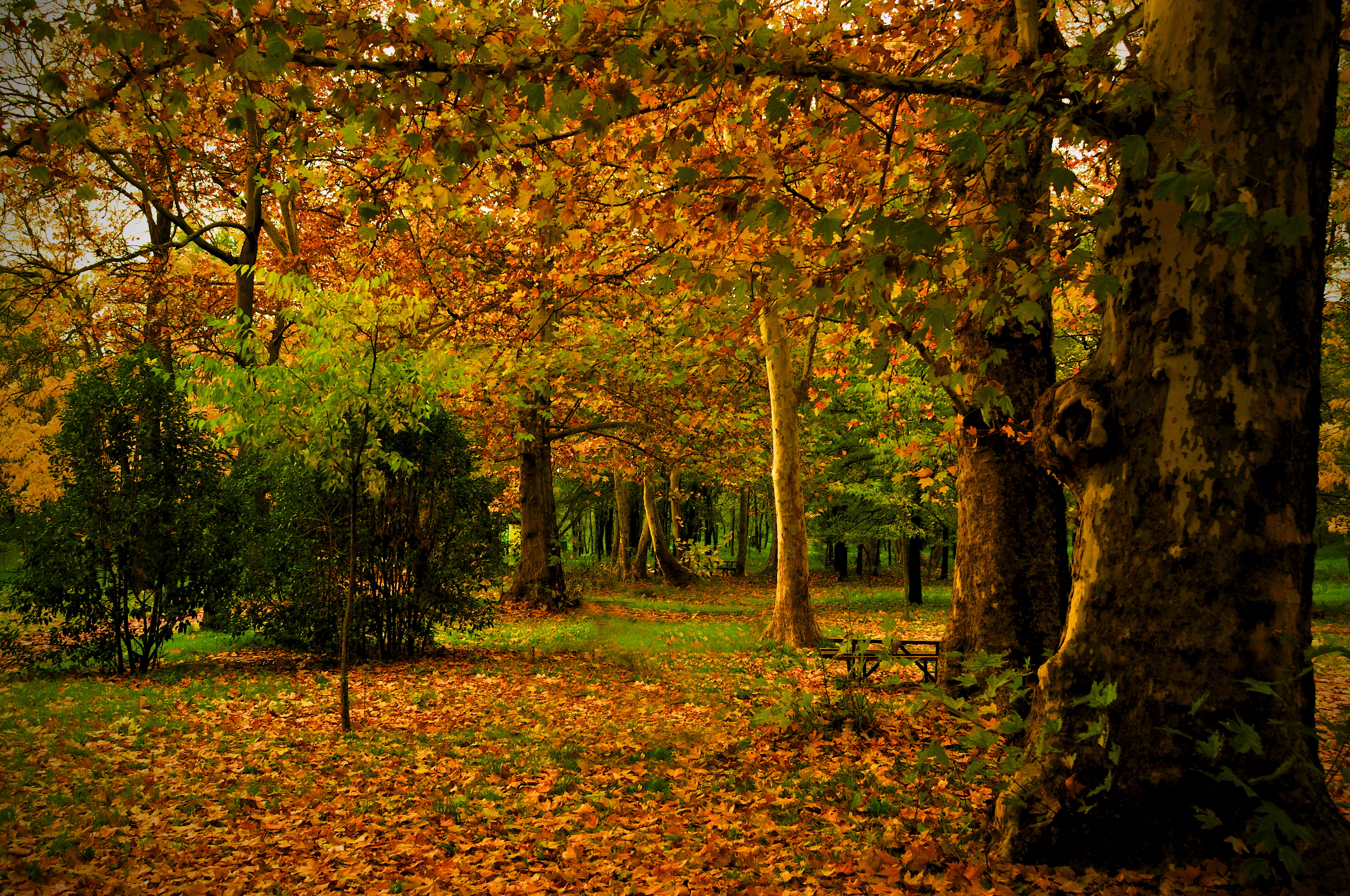 Осенний лиственный лес загрузить