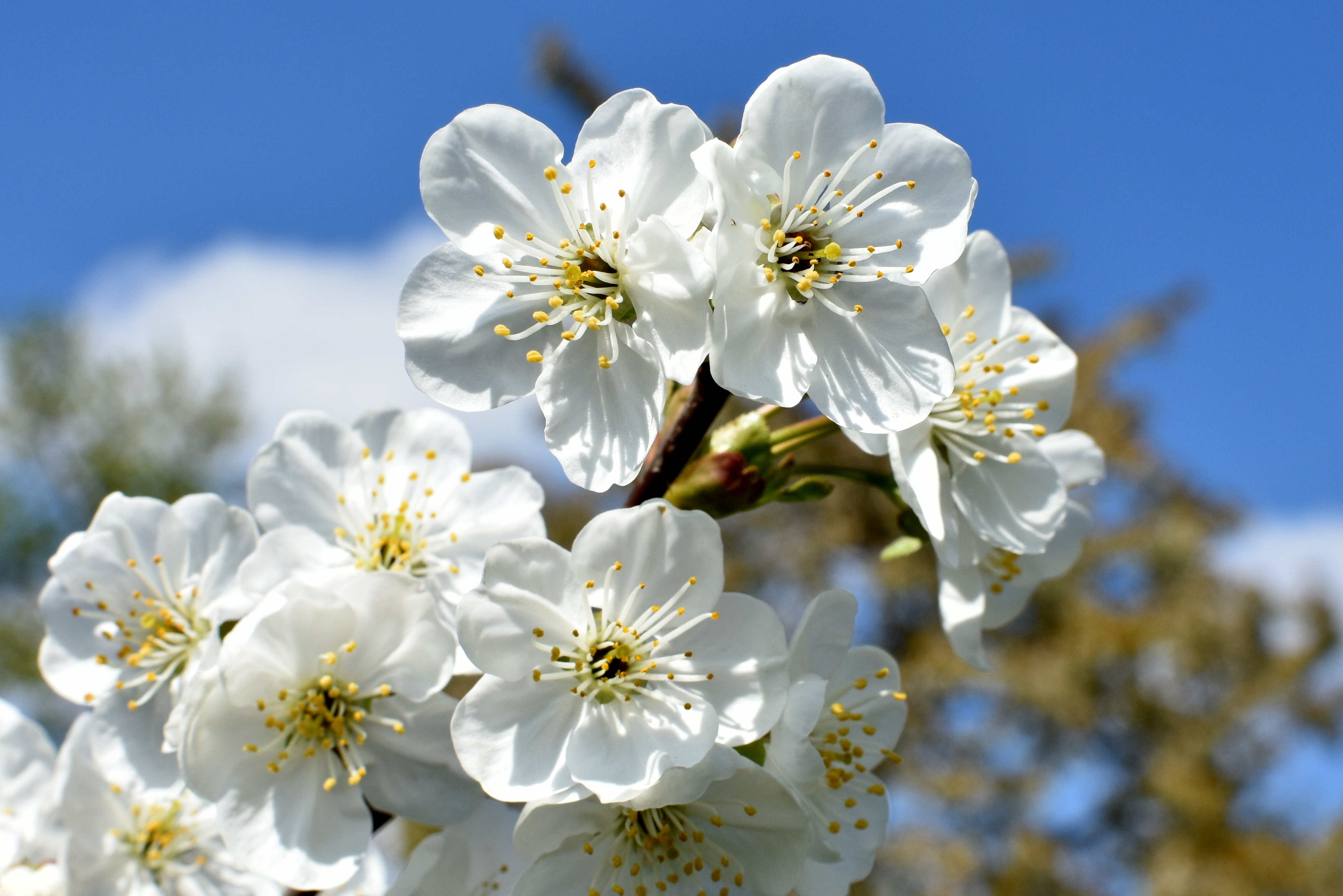 Картинки сакуры cherry-tree Белый Цветы Цветущие деревья 4076x2719 Сакура белая белые белых цветок