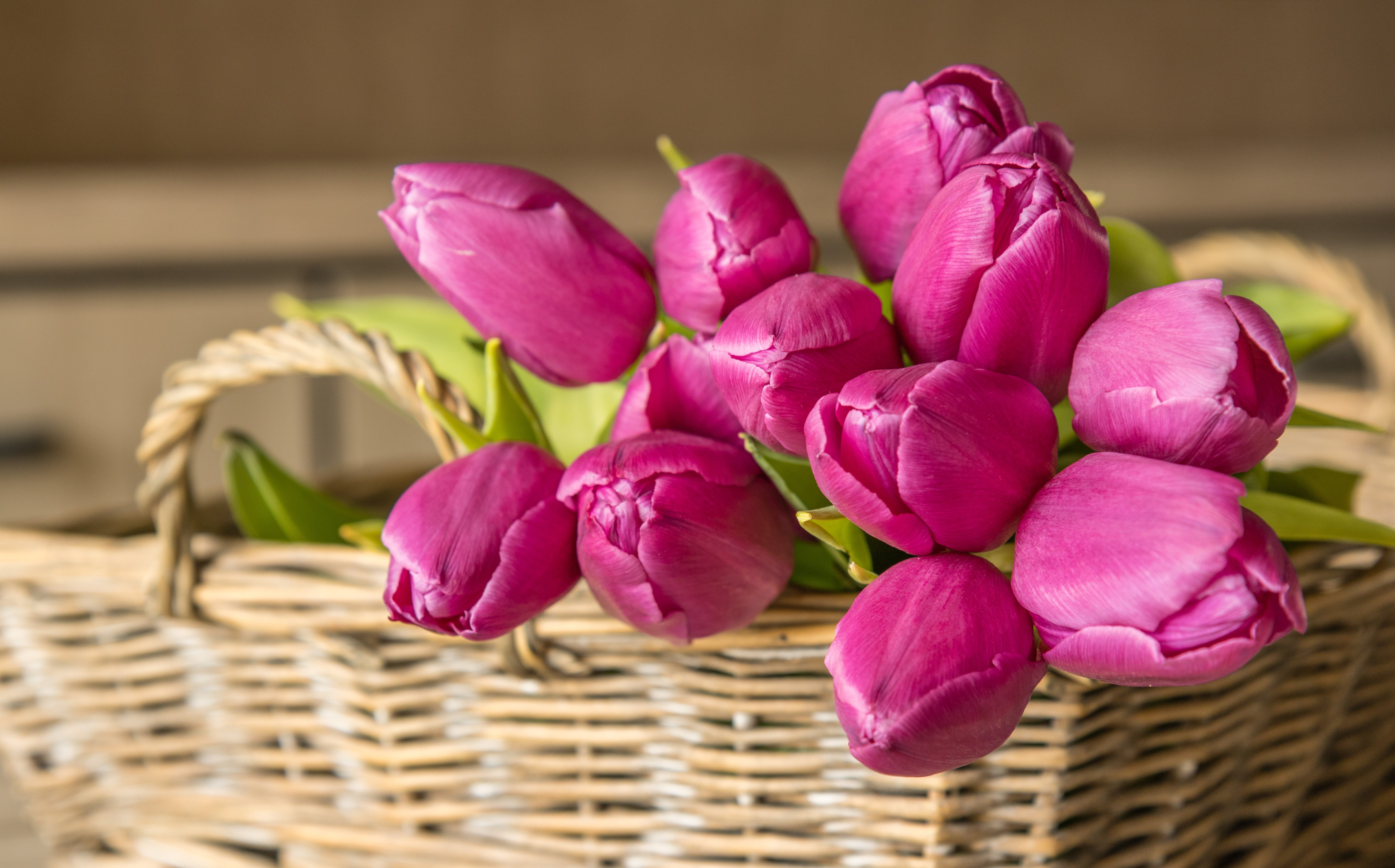 Красивые фото тюльпанов с 8. Шикарные тюльпаны. Розовые тюльпаны. Букет тюльпанов. Корзина с тюльпанами.