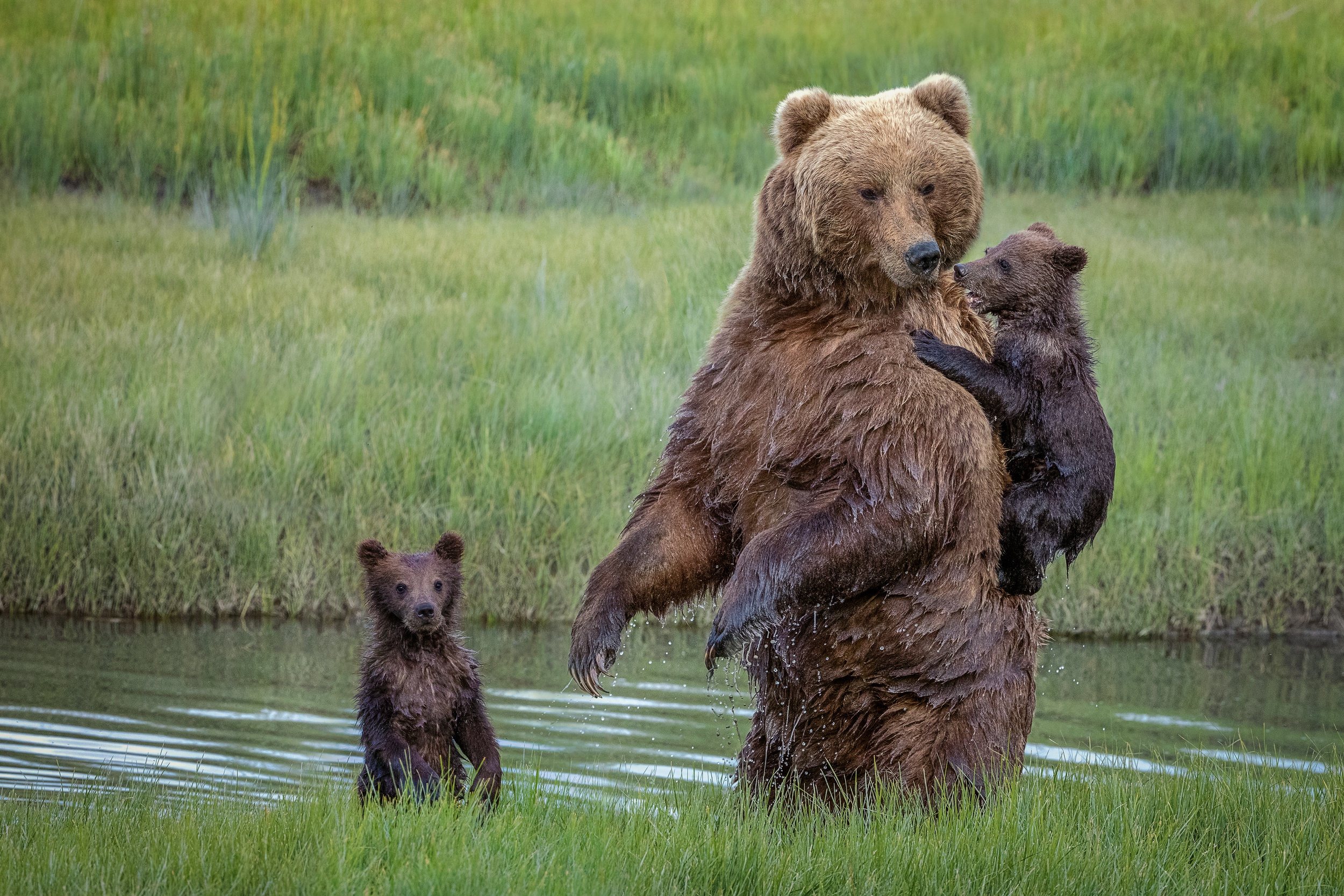 Игры бурый медведь. Медведица с медвежонками. Медведь с медвежонком. Медведица c медвежатами. Бурый медведь.