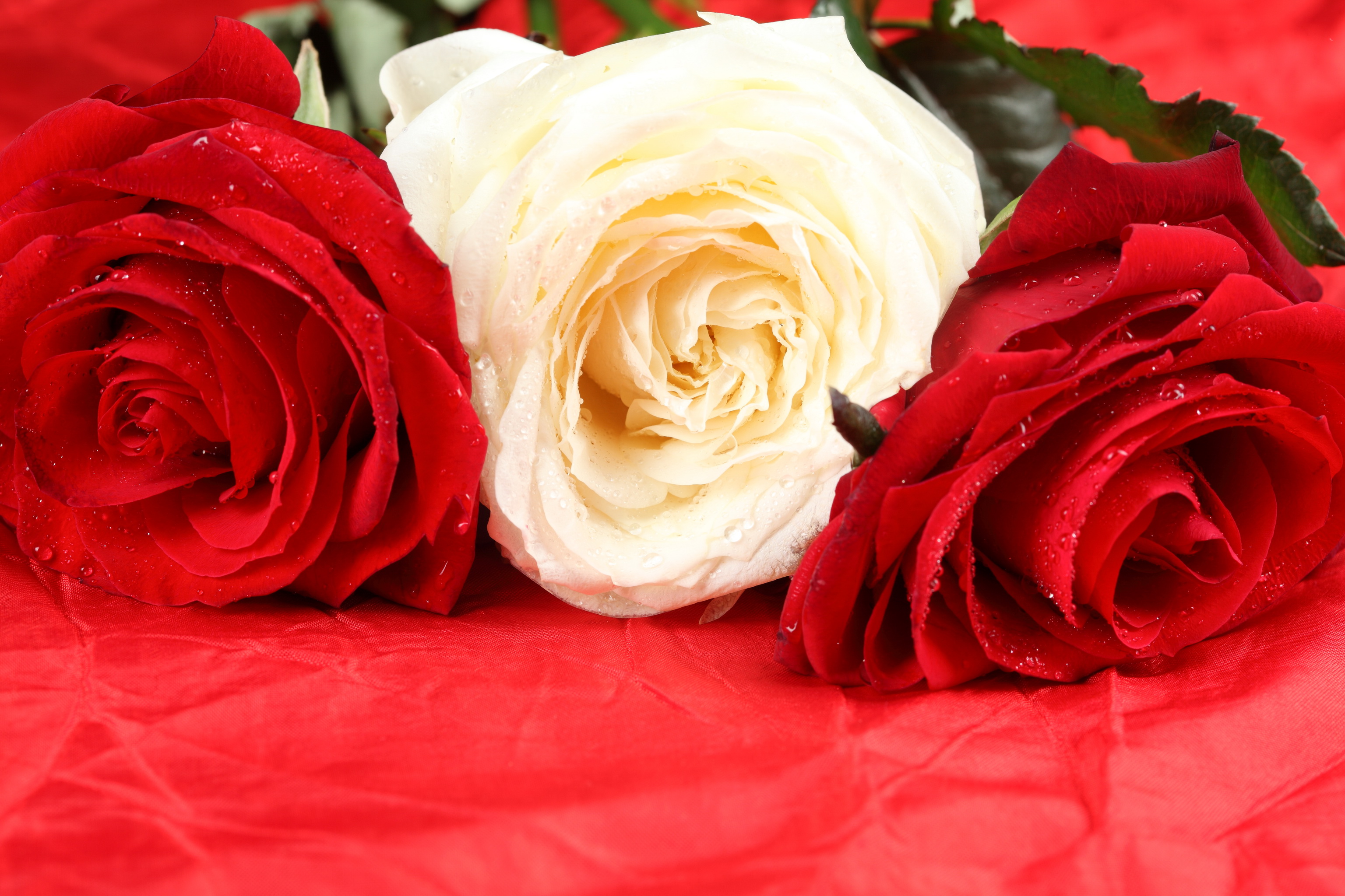 Видео красивых роз. Красные розы. Цветы розы красные. Букет красных роз.