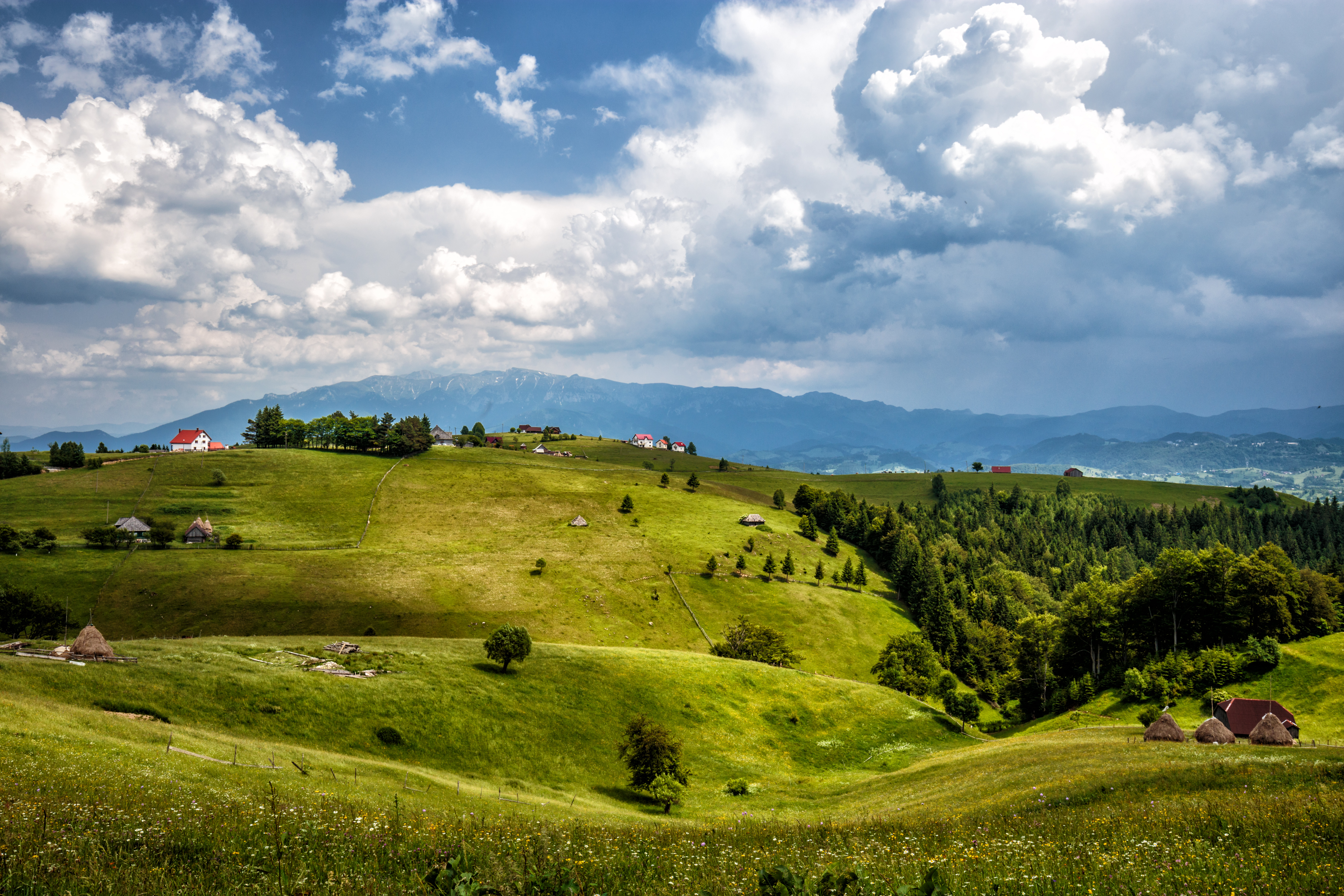 Флора Румынии