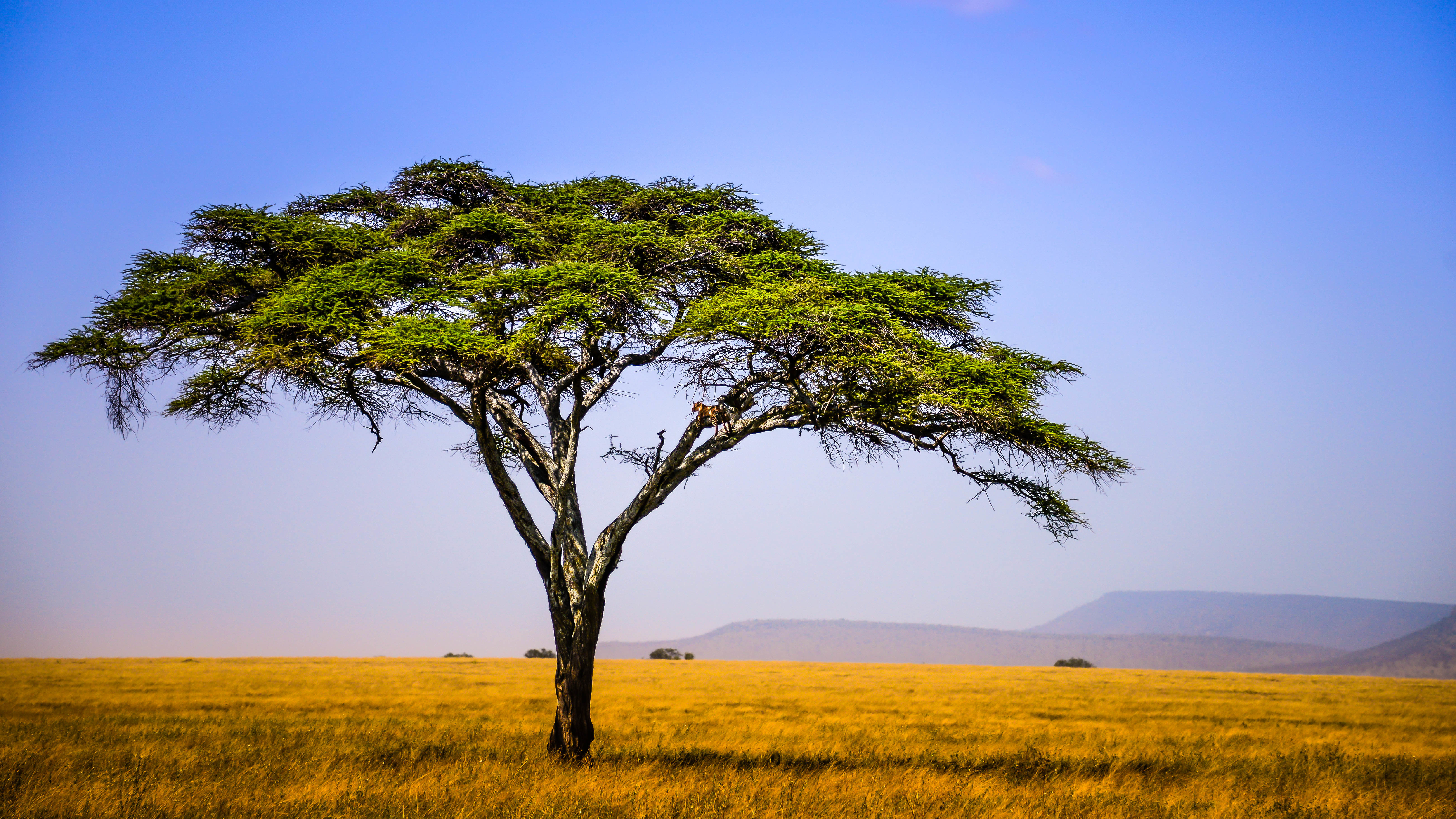 Обои для рабочего стола Африка Tanzania East Africa Природа Поля Небо Луга дерево дерева Деревья деревьев