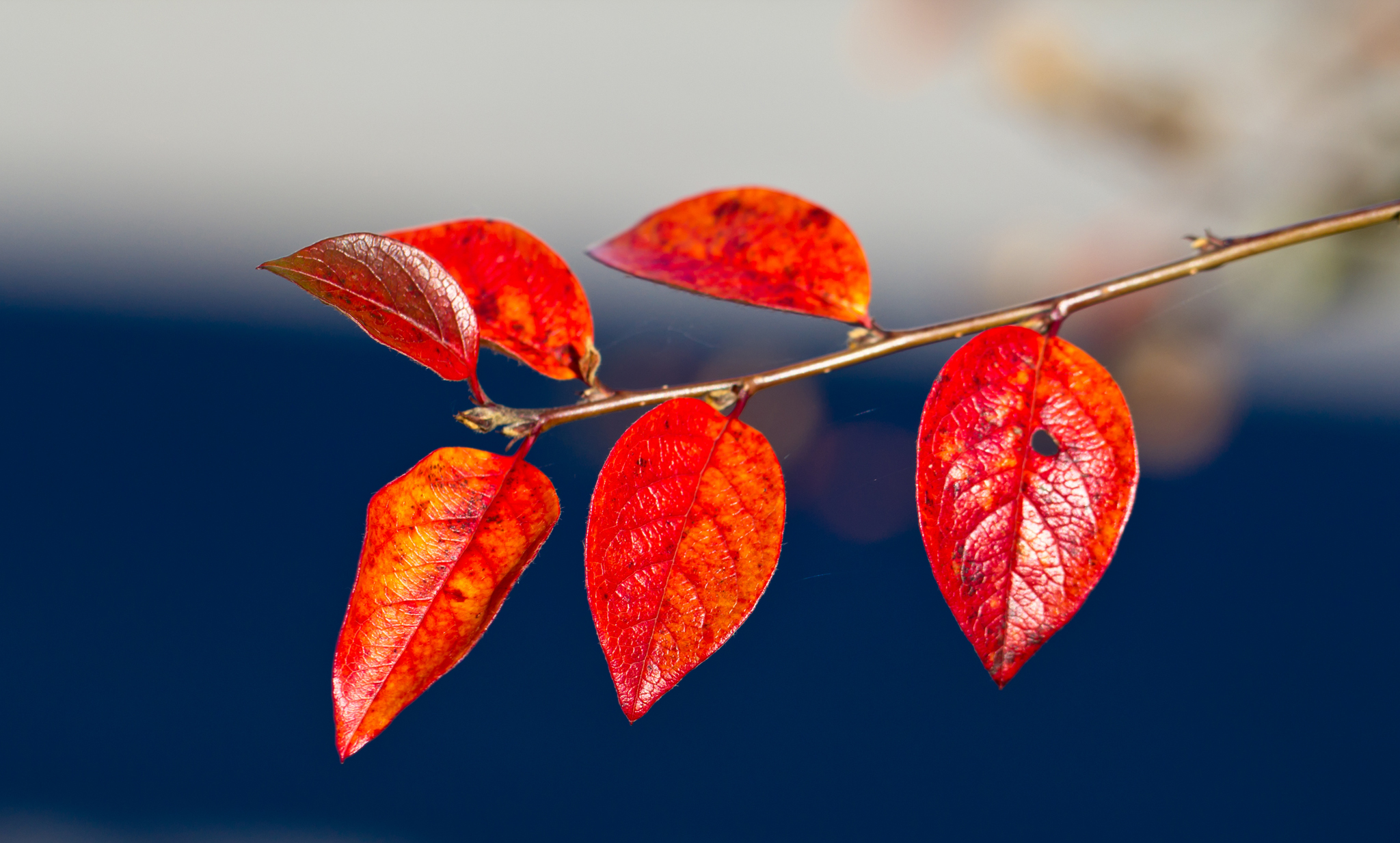 ветка листья красные осень branch leaves red autumn скачать