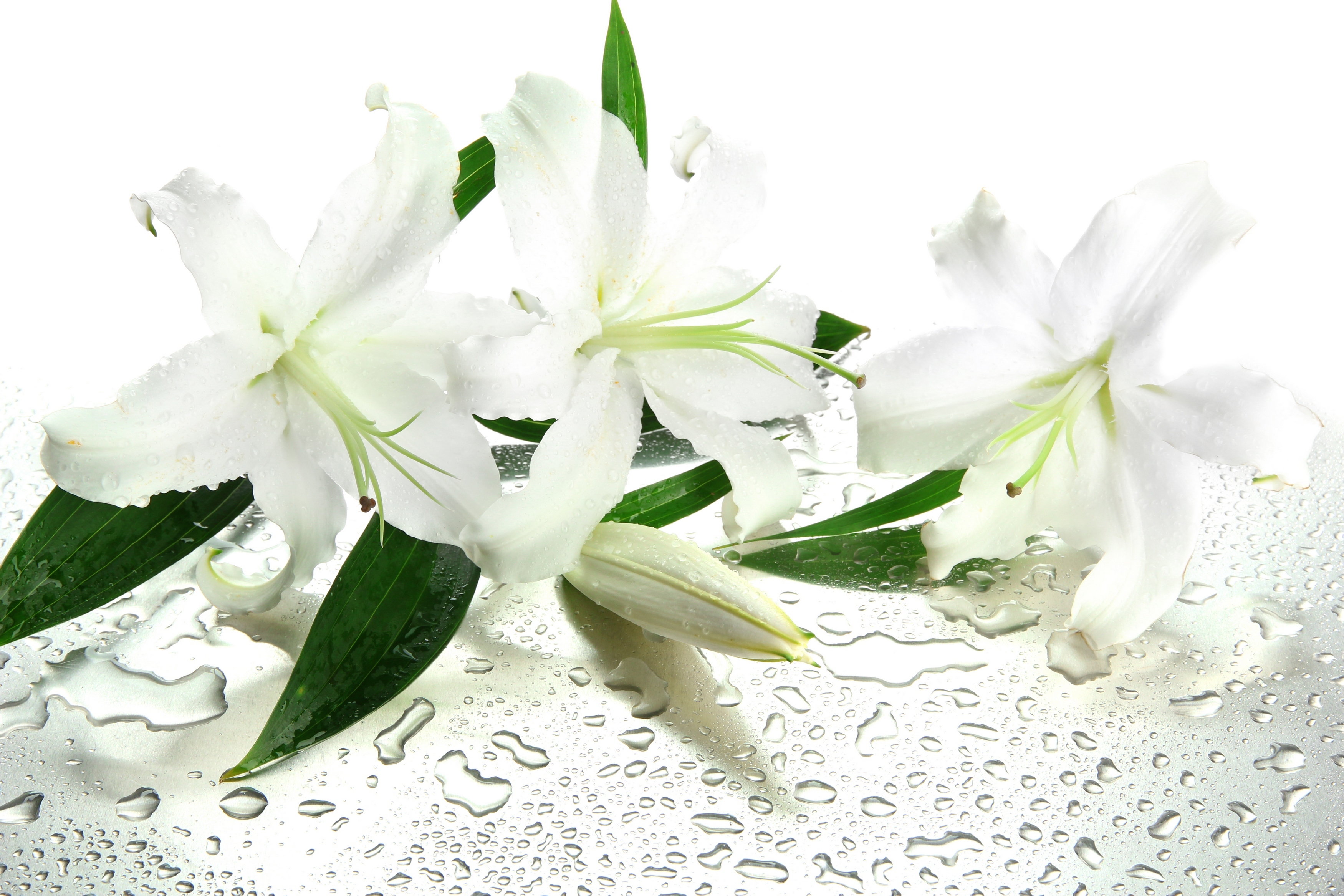 природа белые цветы белые лилии скачать