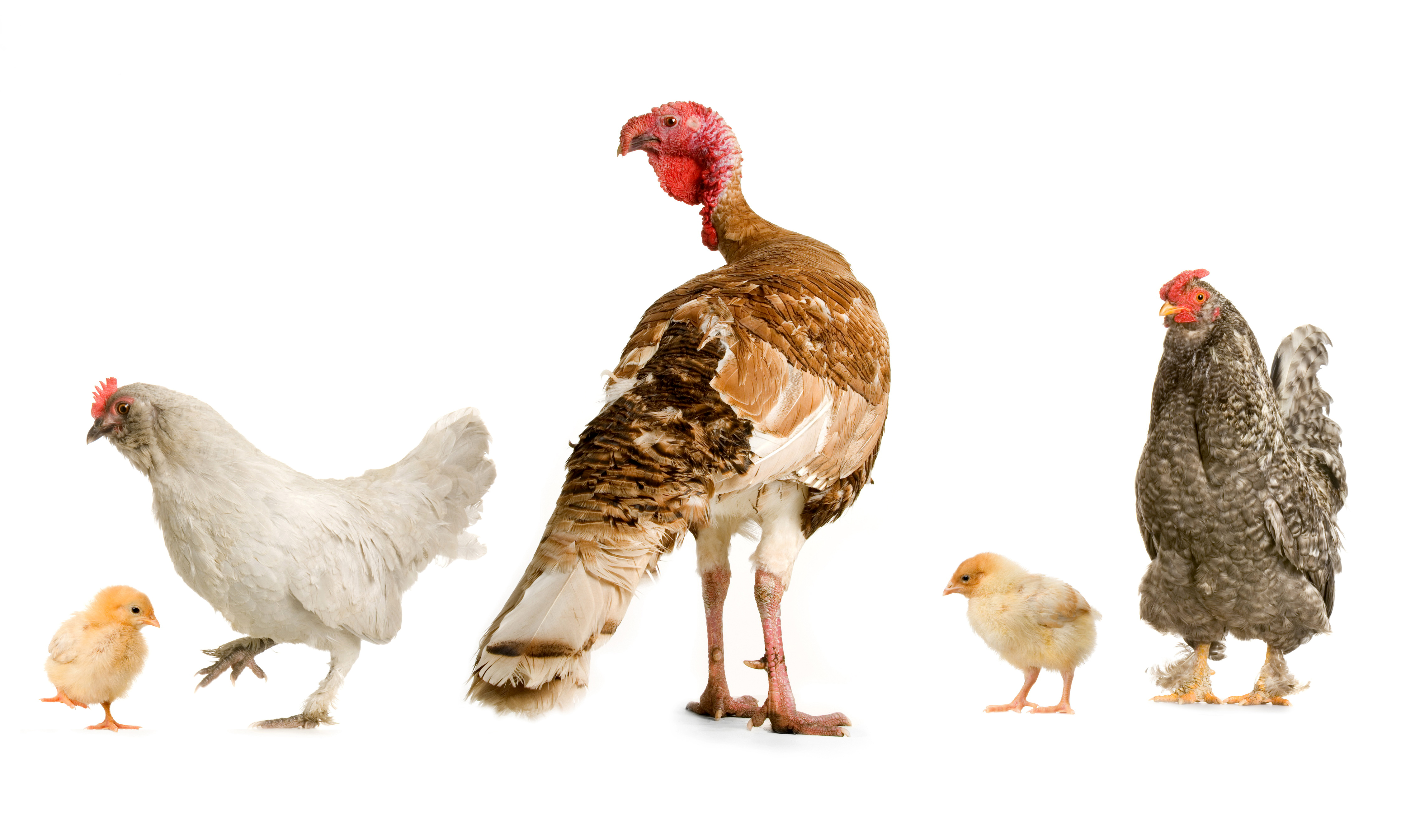 Кура рост. Индюк индюшка индюшонок домашние птицы. Курица на белом фоне. Курица с цыплятами на белом фоне. Куры на белом фоне.