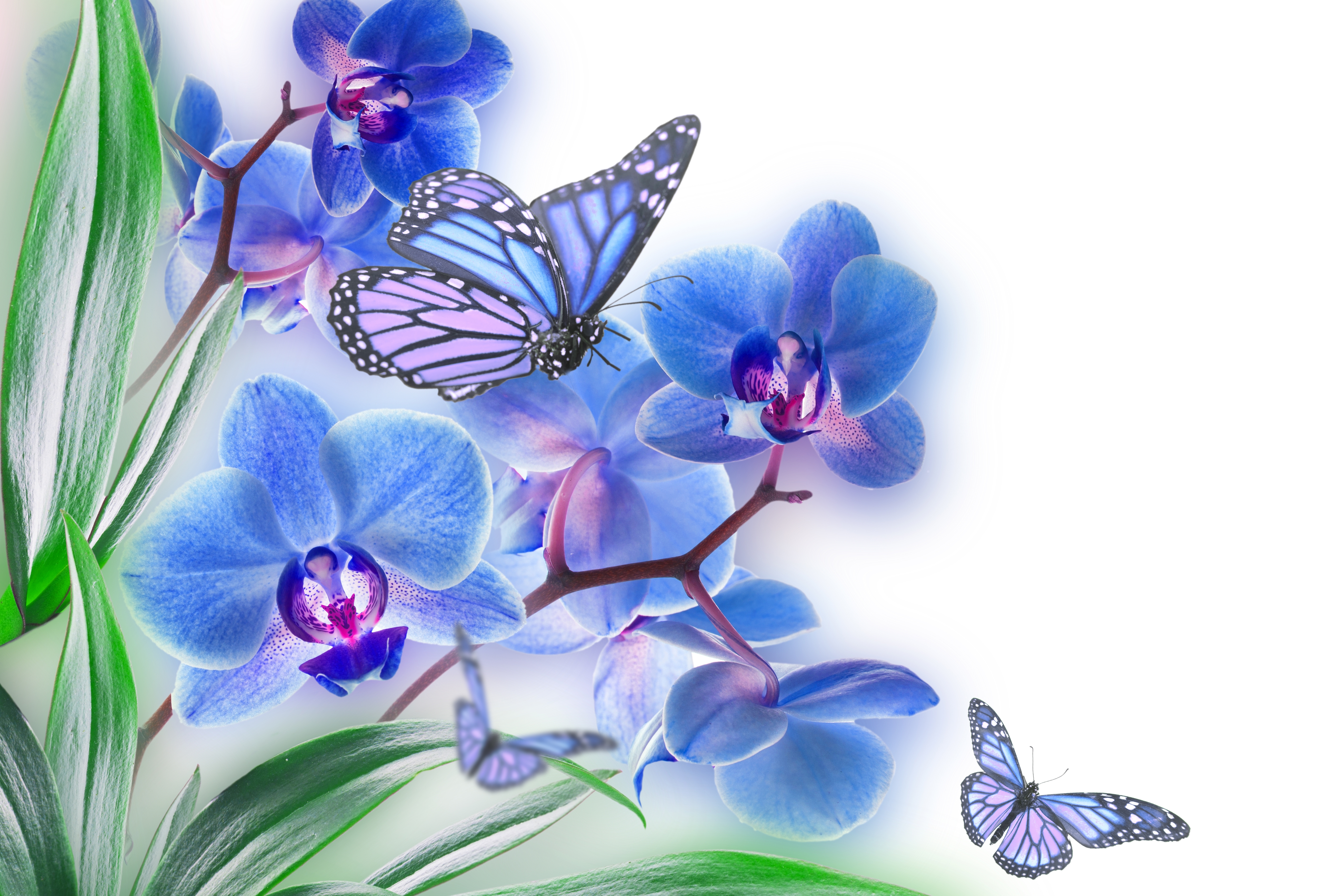 природа бабочка животные цветы синие бесплатно
