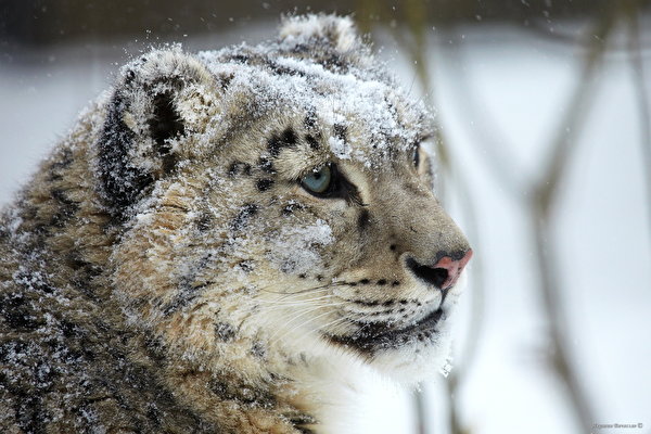 Фотографии Барсы Большие кошки снега Морда животное 600x400 Ирбис Снег снегу снеге морды Животные