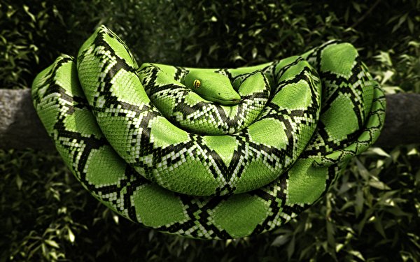 Фотография Змеи Зеленый животное 600x375 змея зеленая зеленые зеленых Животные