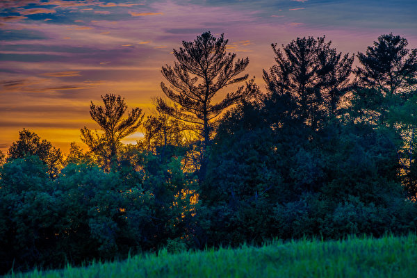 Фото Канада Природа рассвет и закат Деревья 600x400 Рассветы и закаты дерево дерева деревьев