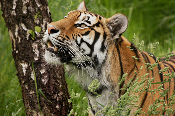Фото Тигры Большие кошки береза животное 600x398 тигр Березы Животные