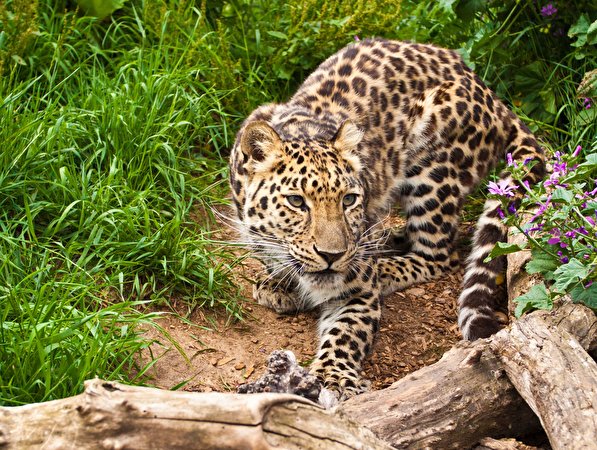 Фотографии Леопарды Большие кошки Трава Животные 597x450 леопард траве животное