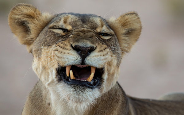 Фотографии лев Большие кошки Зубы рычит морды Животные 600x375 Львы злой Оскал злость Морда животное