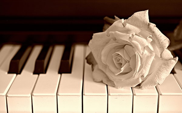 Картинка фортепиано Розы белая цветок 600x375 Пианино пианина роза Белый белые белых Цветы