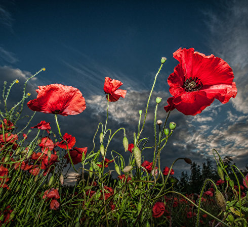 Фотографии Маки Небо Цветы Крупным планом 490x450 мак цветок вблизи