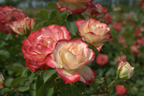Фотографии Розы цветок 600x399 роза Цветы