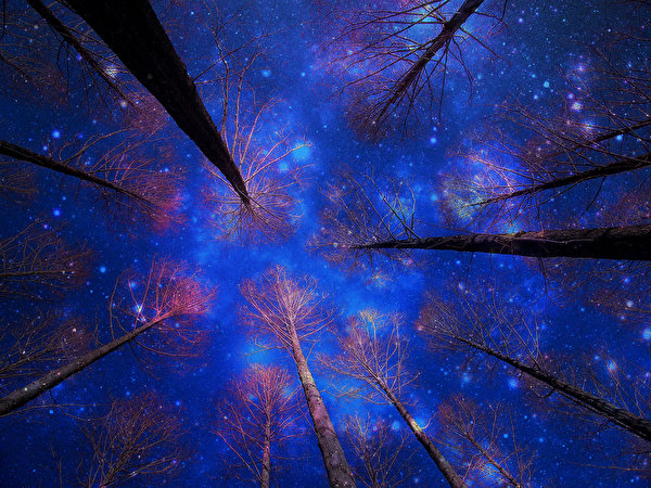 Фото Природа Небо Ночь дерева 600x450 ночью в ночи Ночные дерево Деревья деревьев